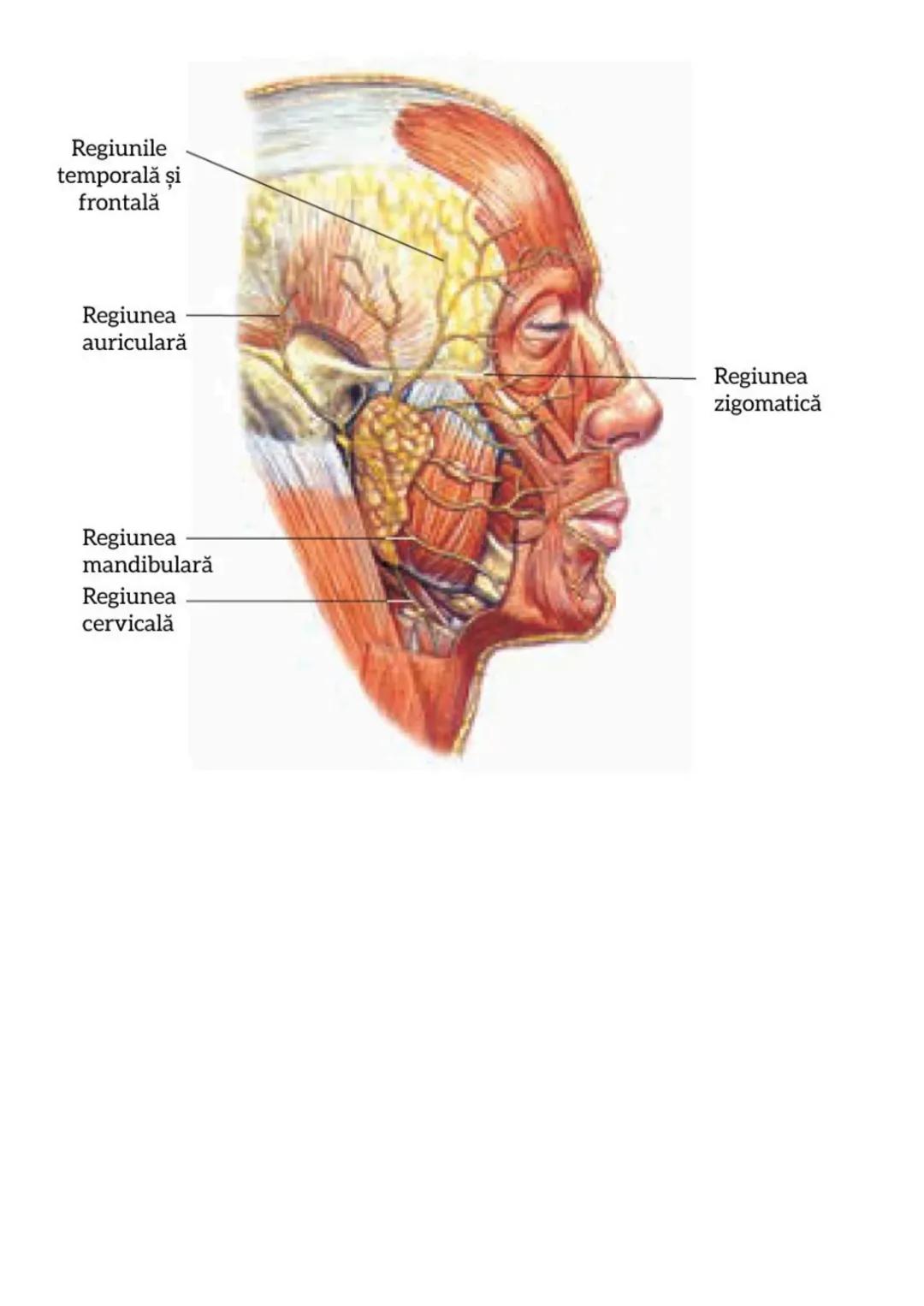 --- OCR Start ---
Sinteza schematică a
encefalului şi nervilor cranieni:
**1. Encefalul - Componente principale:**
**Trunchi cerebral:**
**B