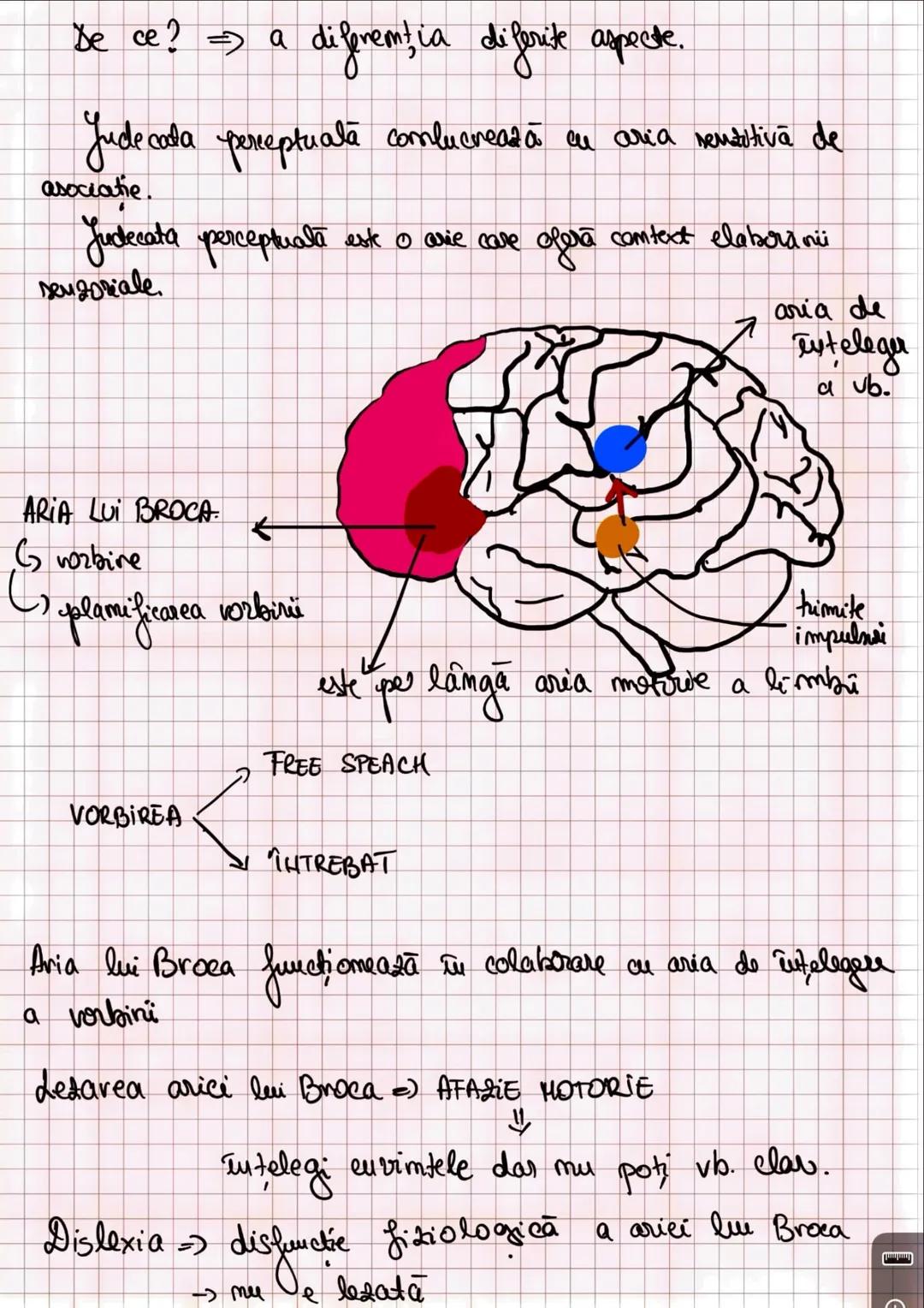 --- OCR Start ---
Capitolul u
ORGANIZAREA. GISTEMULUT HERVOS
encefal → totalitatea structurilor care se află
deasupra t
SHC
măduva spinării