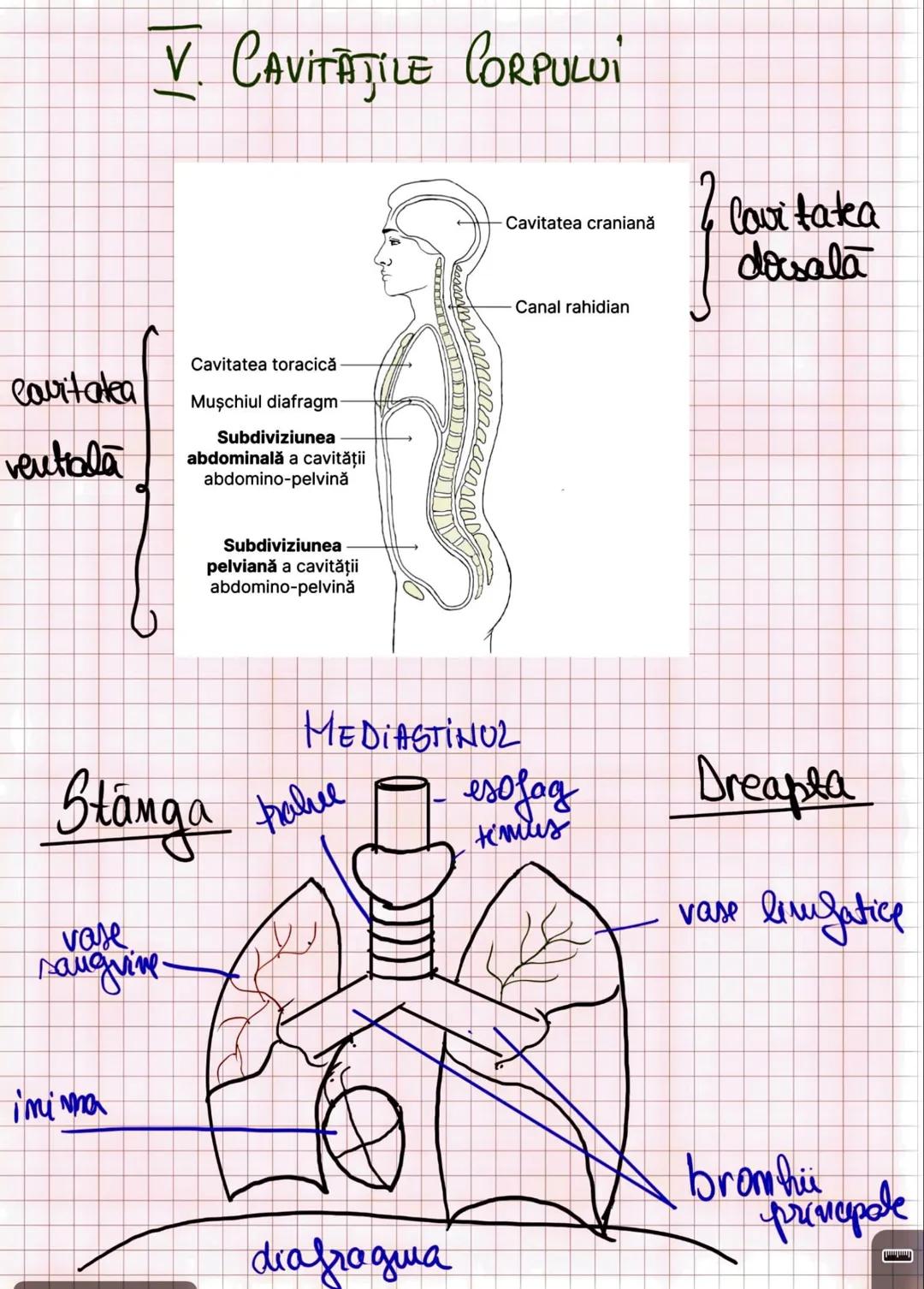 --- OCR Start ---
Capitolul I
INTRODUCERE IN ANATOMIE SI FIZIOLOGIE
Amatomia
↑
mivelurile de organizare
a corpului uman
fu
Fiziologia
↓
modu