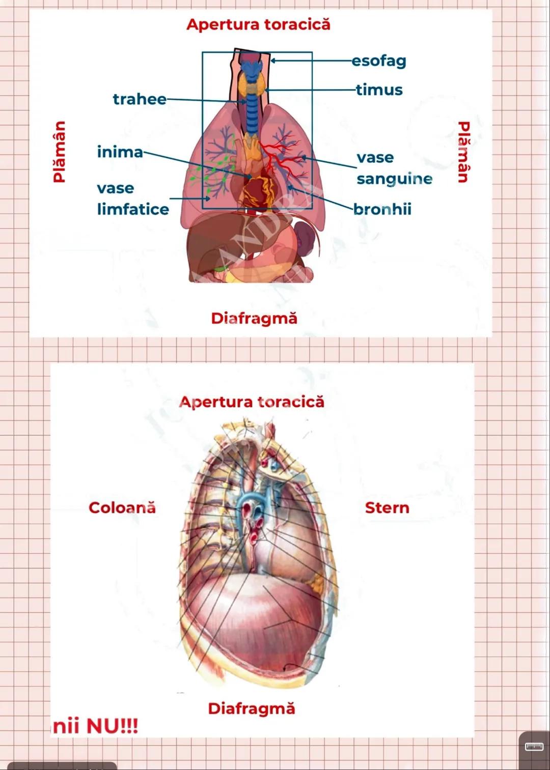 --- OCR Start ---
Capitolul I
INTRODUCERE IN ANATOMIE SI FIZIOLOGIE
Amatomia
↑
mivelurile de organizare
a corpului uman
fu
Fiziologia
↓
modu
