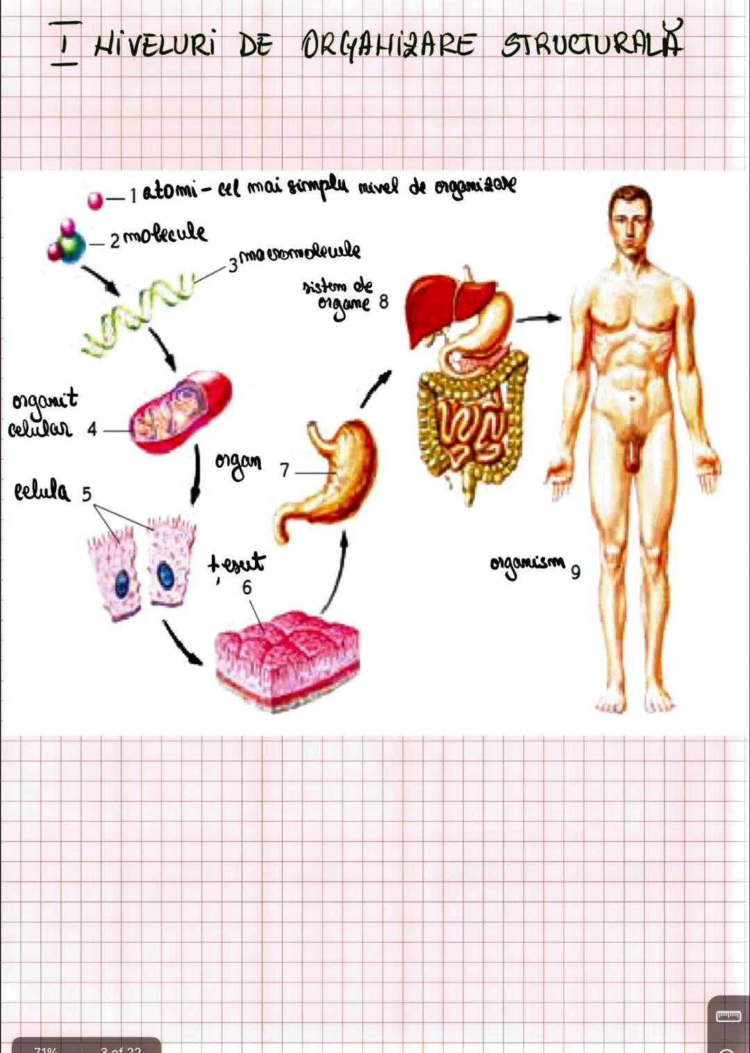--- OCR Start ---
Capitolul I
INTRODUCERE IN ANATOMIE SI FIZIOLOGIE
Amatomia
↑
mivelurile de organizare
a corpului uman
fu
Fiziologia
↓
modu