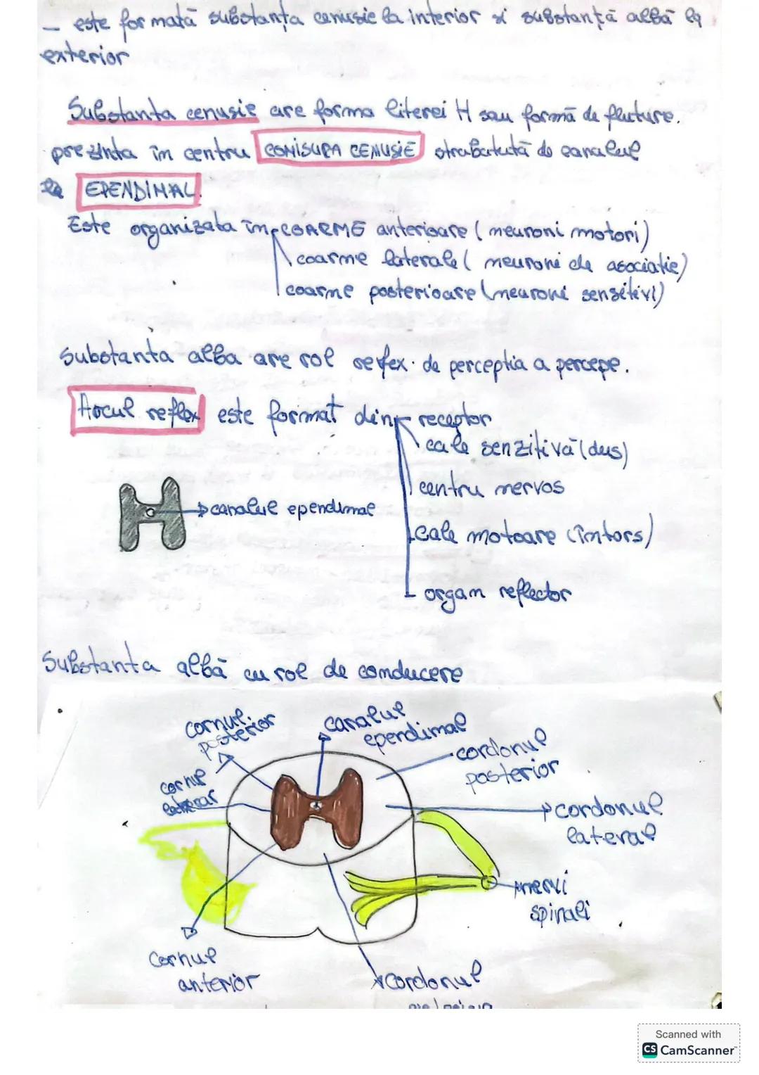 • Receptionează, transmite și integrează informațiile din
mediul intern și extern pe baza cărora elaborează
răspunsuri sub formă unor senzaț