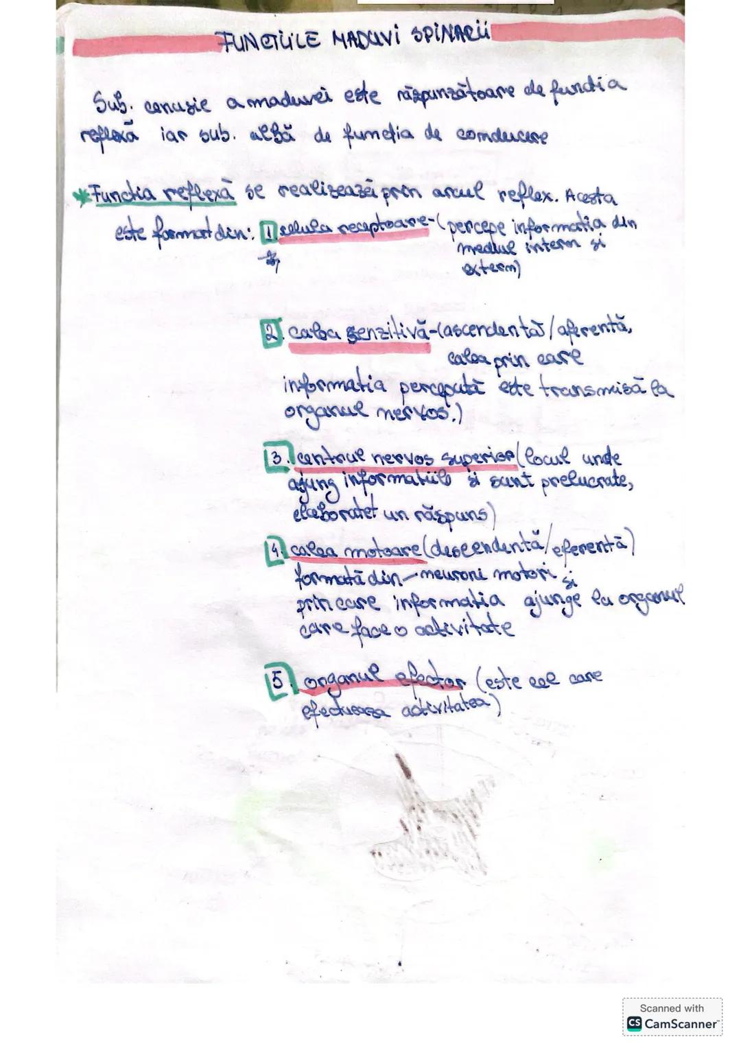 • Receptionează, transmite și integrează informațiile din
mediul intern și extern pe baza cărora elaborează
răspunsuri sub formă unor senzaț