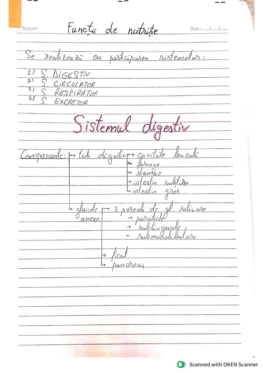 Sistemul digestiv clasa XI/ XII/ Bacalaureat