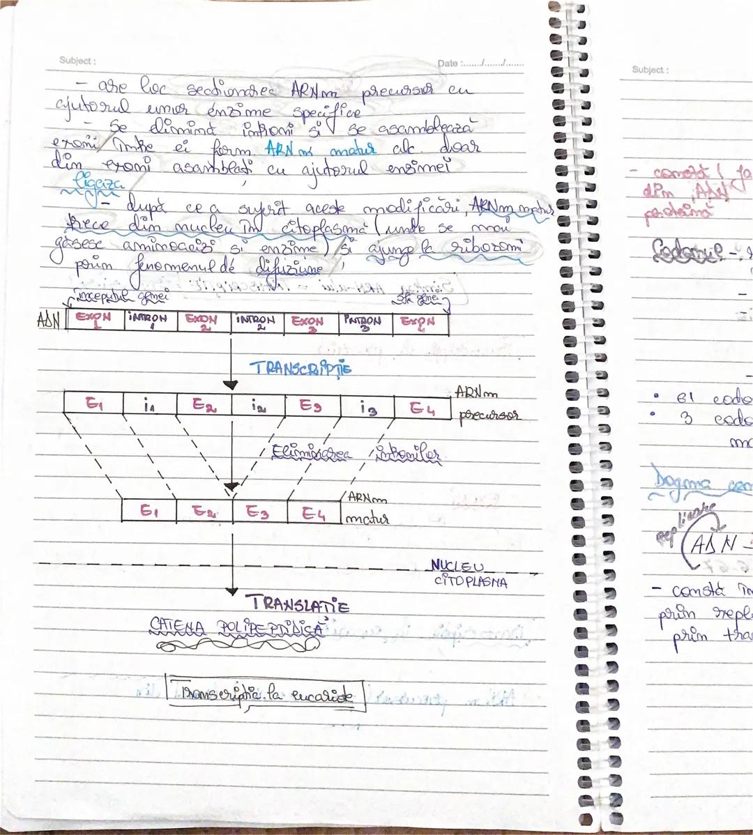 AAN
ARN
Subject:
Date: 15.01.25
Gemetică moleculară
Structura si rolul aigler nucleici
Acizii nucleri sunt
L
→ADN (=acid dezoxiribonuclei