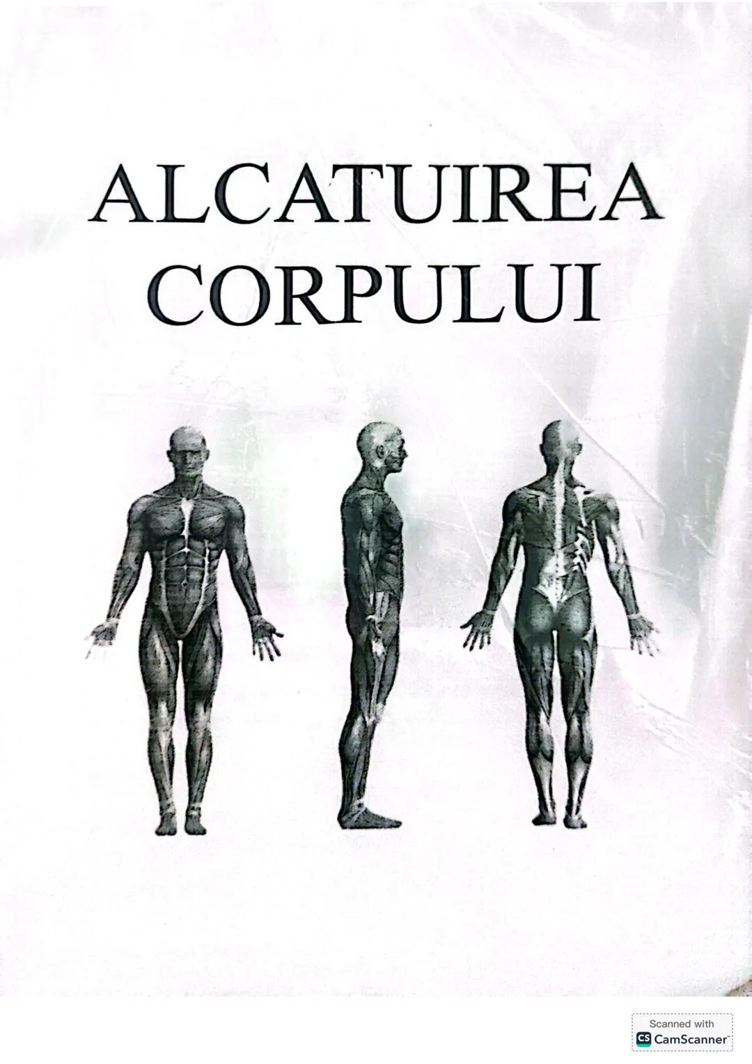 Alcătuirea corpului-Corint