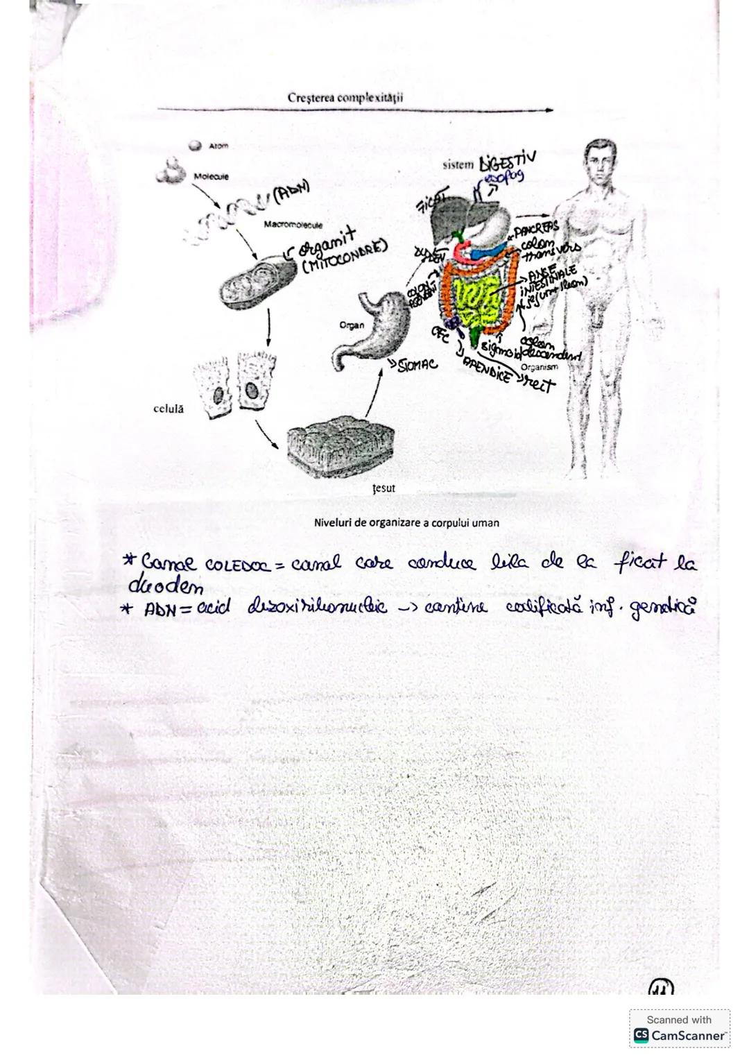 # ALCATUIREA
# CORPULUI # ALCĂTUIREA CORPULUI UMAN
• TOPOGRAFIA ORGANELOR ŞI SISTEMELOR DE ORGANE
- topografie = localizare
în corpul omen