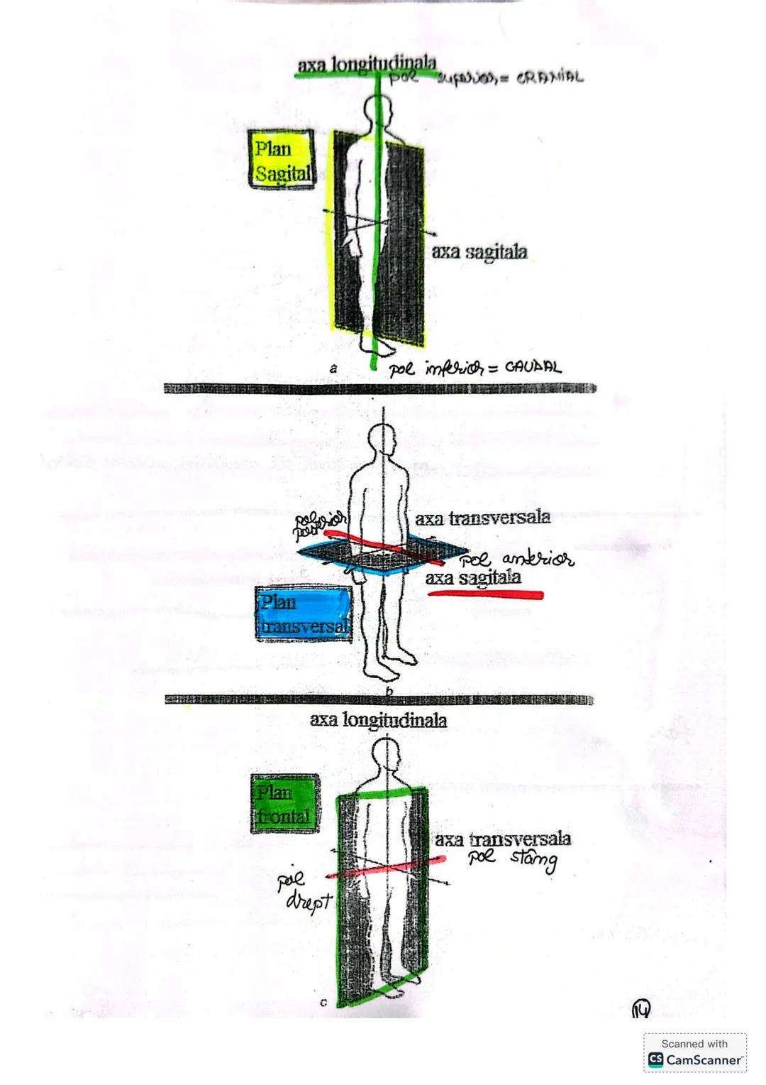 # ALCATUIREA
# CORPULUI # ALCĂTUIREA CORPULUI UMAN
• TOPOGRAFIA ORGANELOR ŞI SISTEMELOR DE ORGANE
- topografie = localizare
în corpul omen