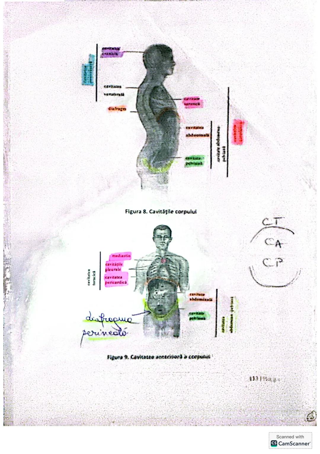 # ALCATUIREA
# CORPULUI # ALCĂTUIREA CORPULUI UMAN
• TOPOGRAFIA ORGANELOR ŞI SISTEMELOR DE ORGANE
- topografie = localizare
în corpul omen