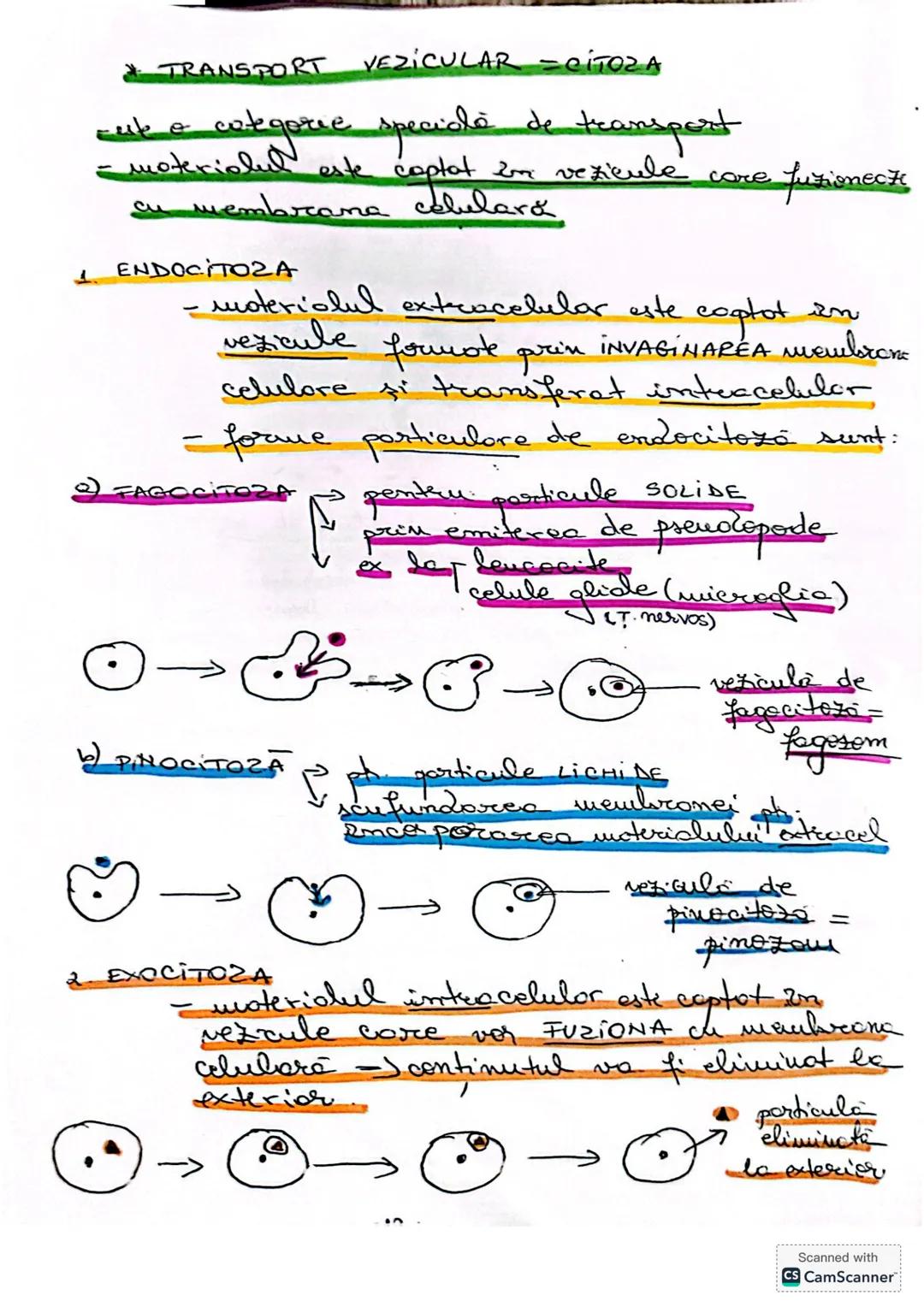 --- OCR Start ---
CELULA
• DEFINIŢIE unitatea de bază MORIOFUNCTIONALACERET
a organizöri moderici v tore
le sunt forme din celule
* O celulă