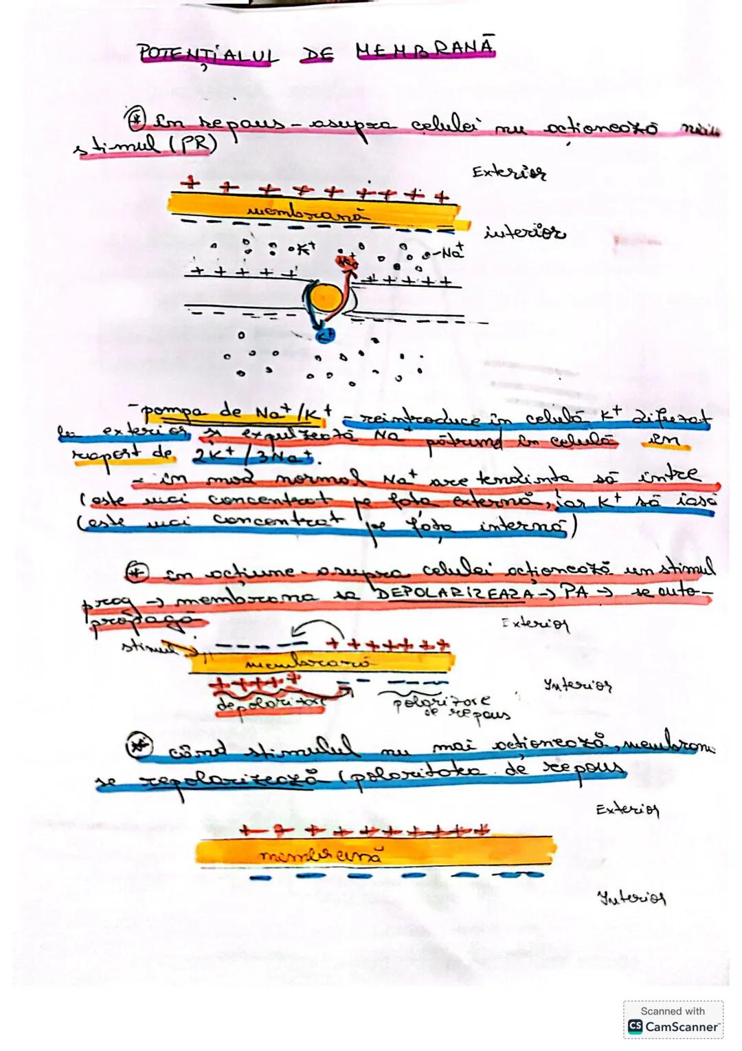 --- OCR Start ---
CELULA
• DEFINIŢIE unitatea de bază MORIOFUNCTIONALACERET
a organizöri moderici v tore
le sunt forme din celule
* O celulă