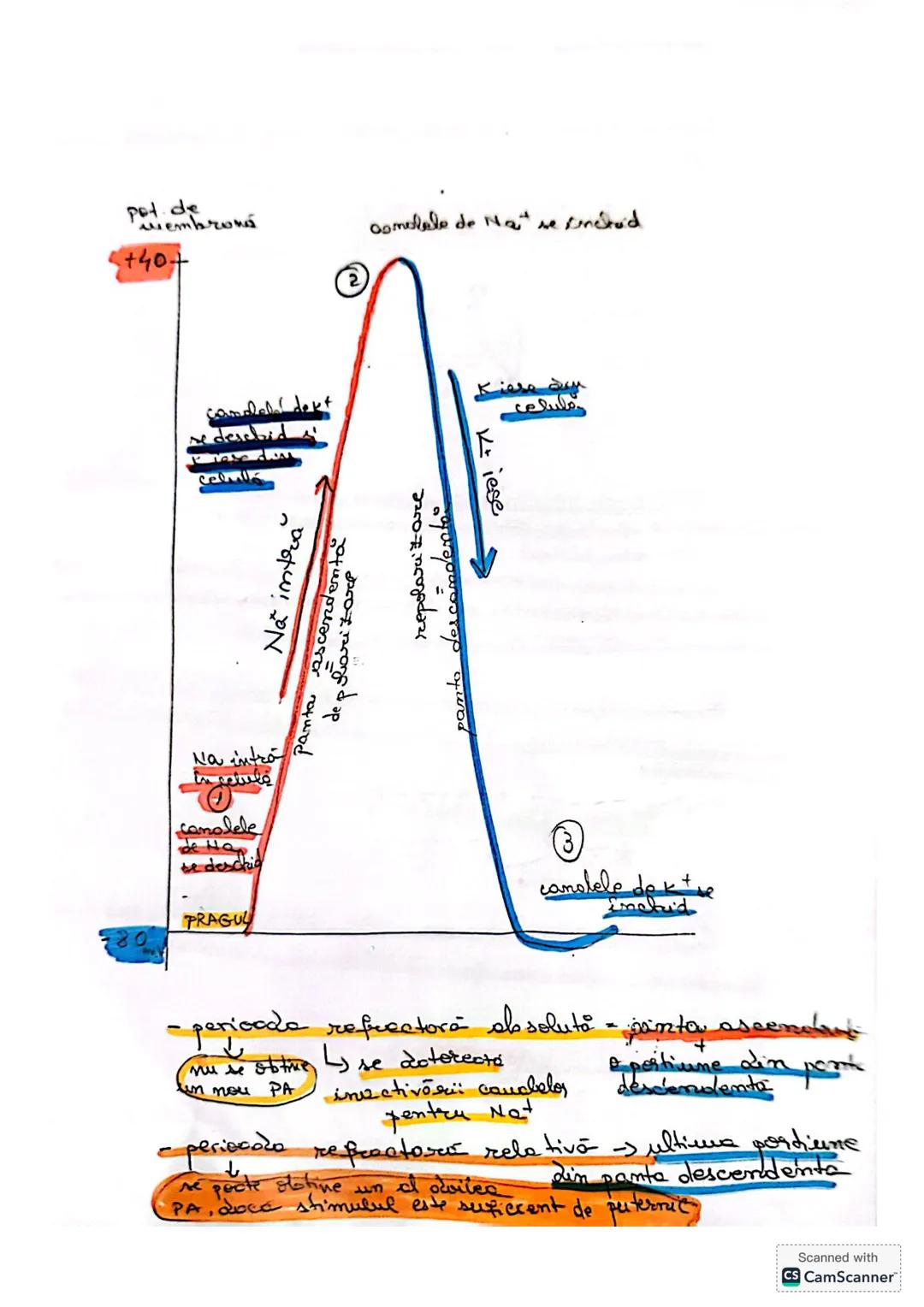 --- OCR Start ---
CELULA
• DEFINIŢIE unitatea de bază MORIOFUNCTIONALACERET
a organizöri moderici v tore
le sunt forme din celule
* O celulă