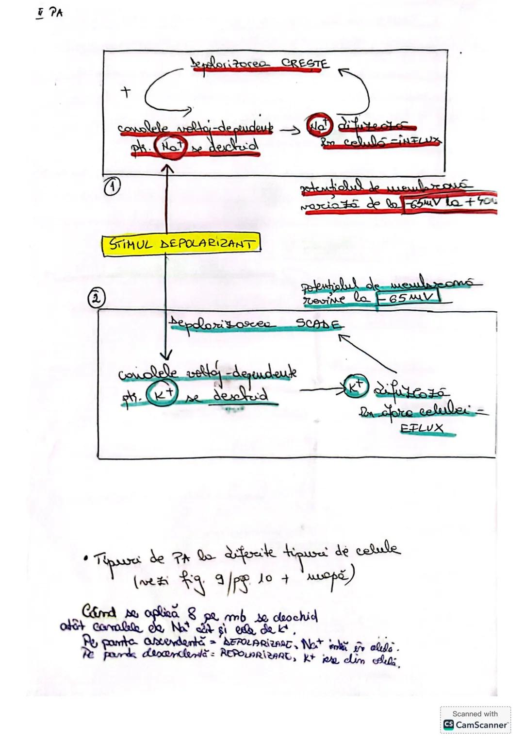 --- OCR Start ---
CELULA
• DEFINIŢIE unitatea de bază MORIOFUNCTIONALACERET
a organizöri moderici v tore
le sunt forme din celule
* O celulă