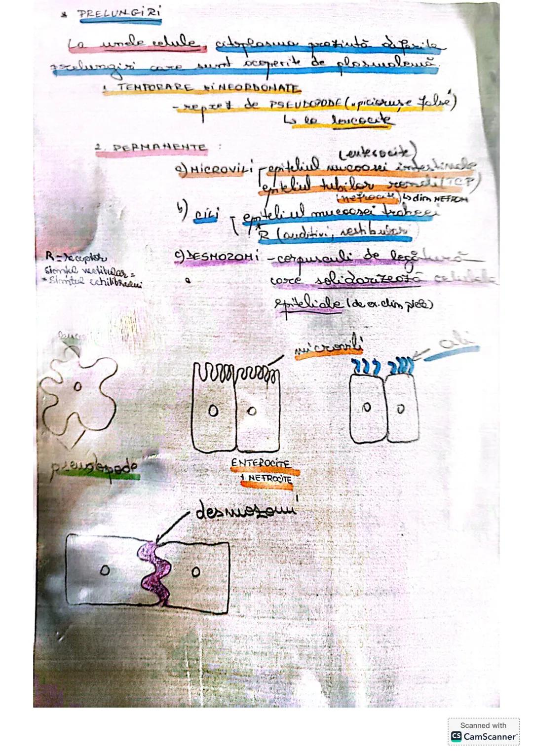 --- OCR Start ---
CELULA
• DEFINIŢIE unitatea de bază MORIOFUNCTIONALACERET
a organizöri moderici v tore
le sunt forme din celule
* O celulă