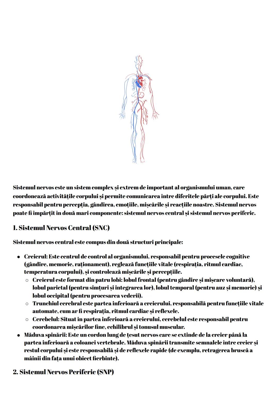 # Sistemul Nervos
Sistemul nervos este un sistem complex și extrem de important al organismului uman, care
coordonează activitățile corpulu