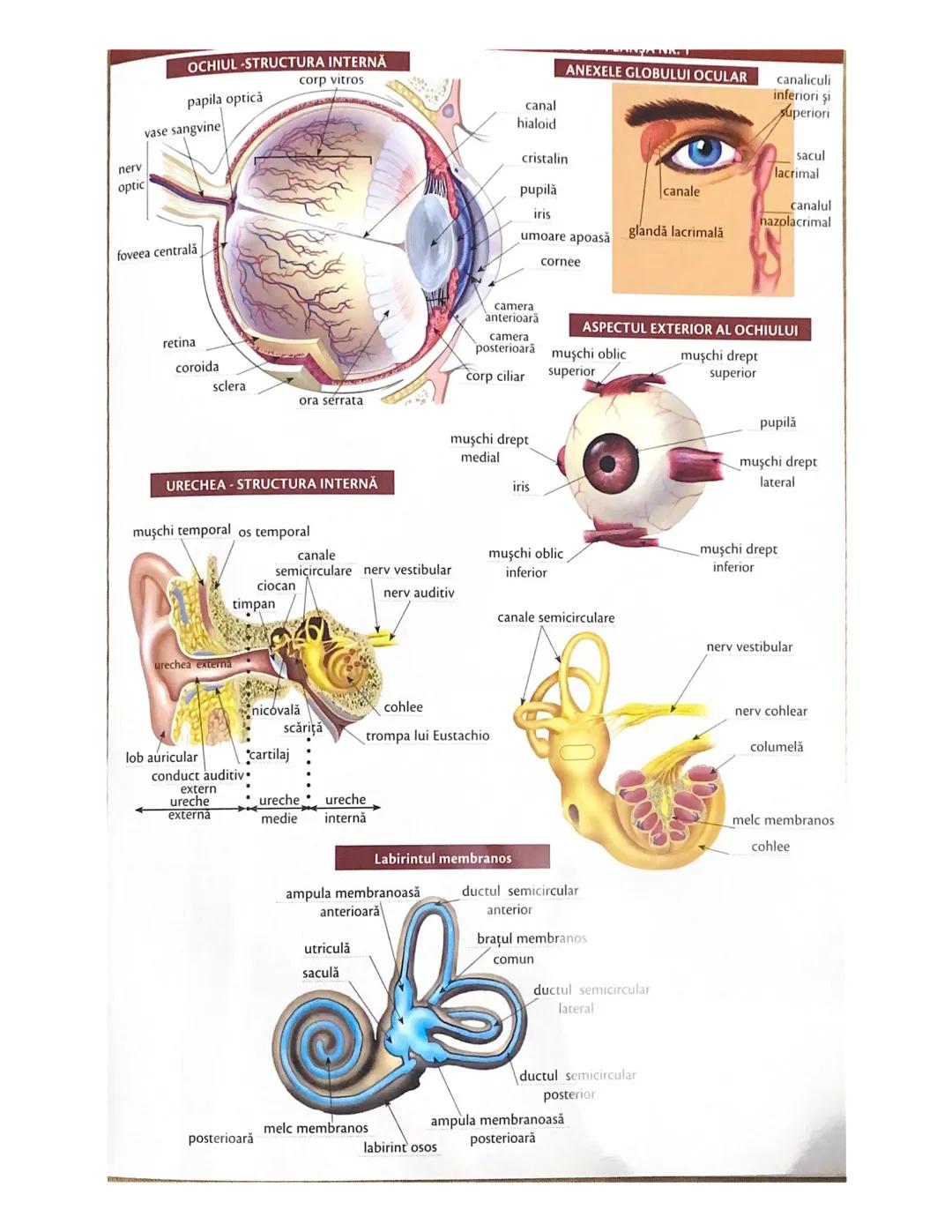 # OCHIUL-STRUCTURA INTERNĂ
corp vitros
ANEXELE GLOBULUI OCULAR
papila optică
vase sangvine
canal
hialoid
canaliculi
inferiori şi
Superiori
n