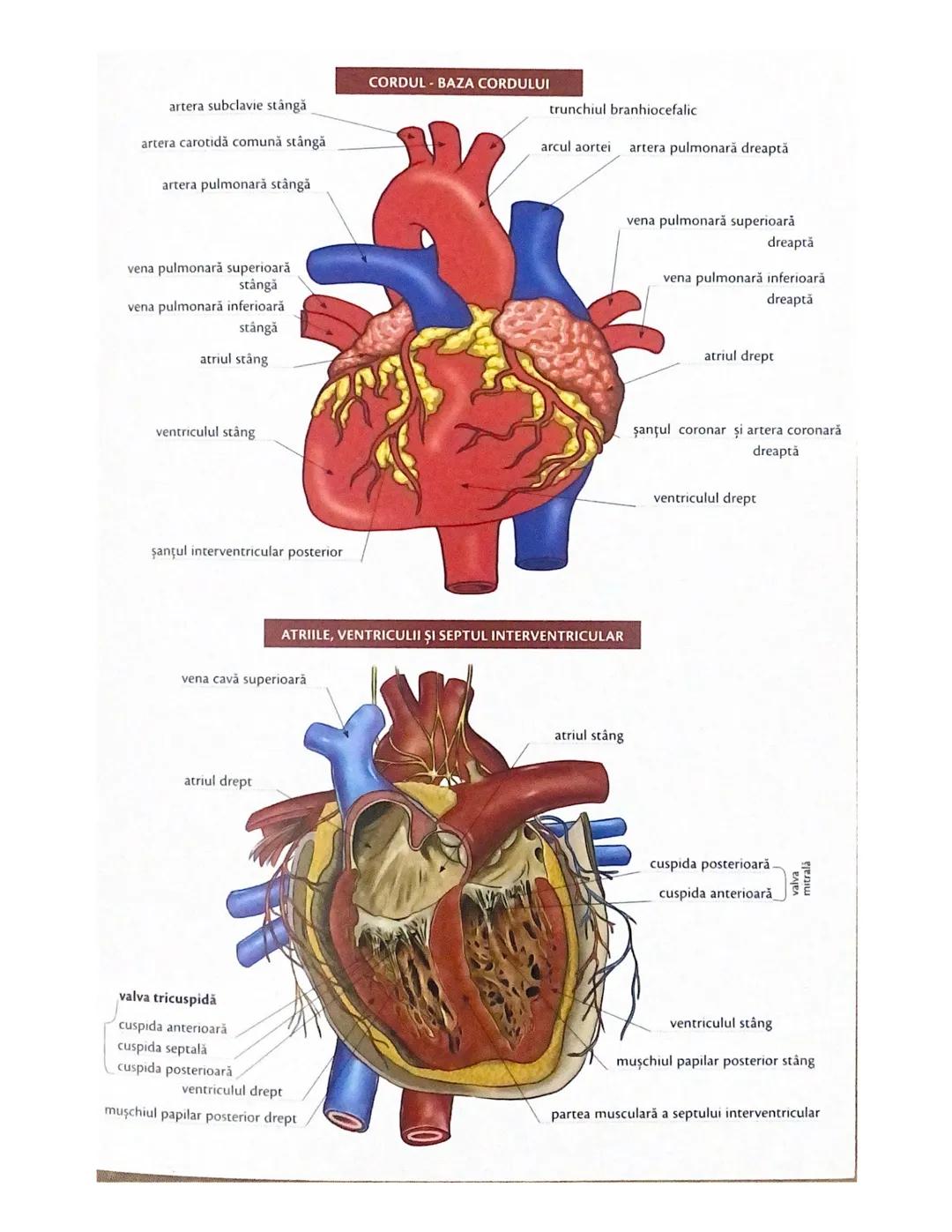 # OCHIUL-STRUCTURA INTERNĂ
corp vitros
ANEXELE GLOBULUI OCULAR
papila optică
vase sangvine
canal
hialoid
canaliculi
inferiori şi
Superiori
n