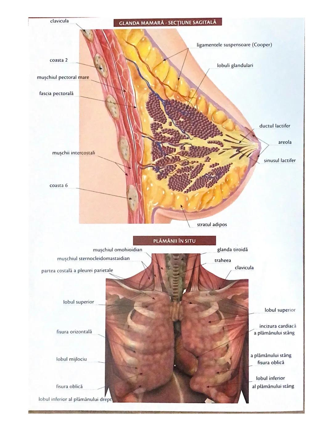 # OCHIUL-STRUCTURA INTERNĂ
corp vitros
ANEXELE GLOBULUI OCULAR
papila optică
vase sangvine
canal
hialoid
canaliculi
inferiori şi
Superiori
n