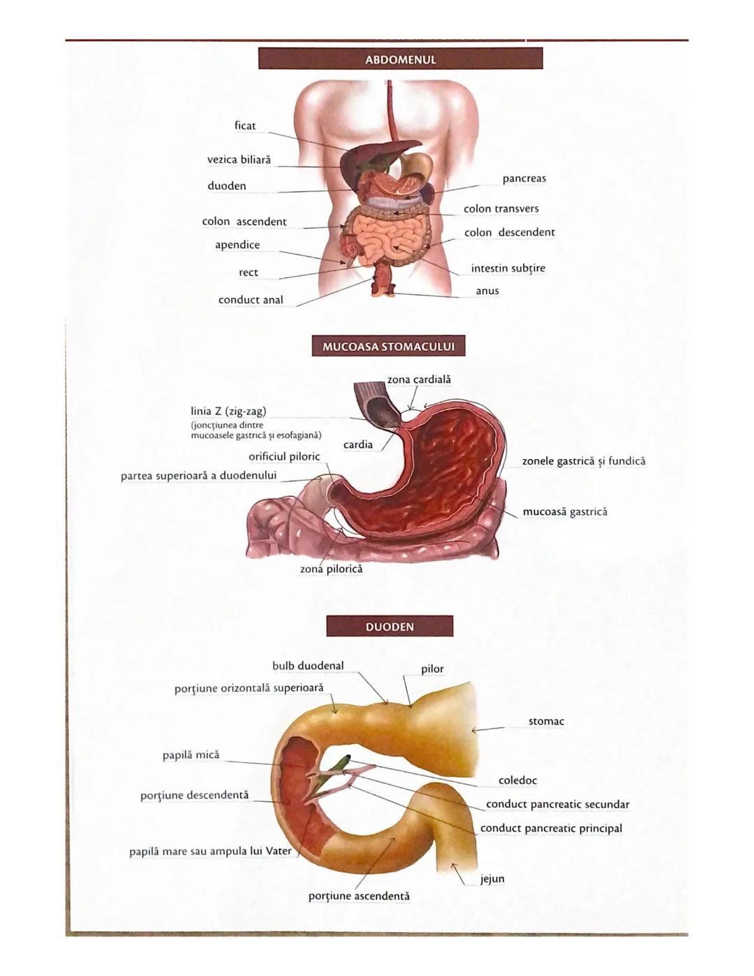 # OCHIUL-STRUCTURA INTERNĂ
corp vitros
ANEXELE GLOBULUI OCULAR
papila optică
vase sangvine
canal
hialoid
canaliculi
inferiori şi
Superiori
n