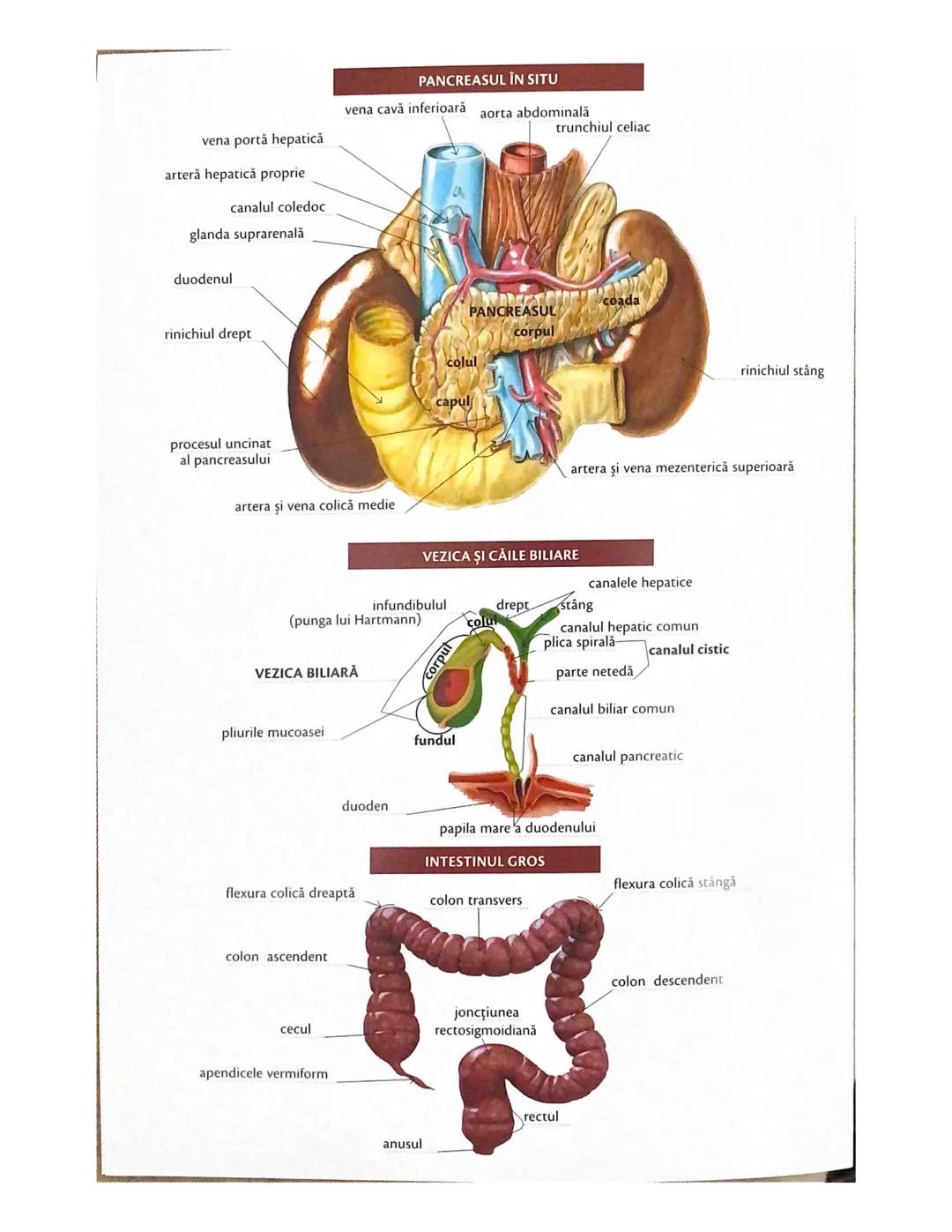 # OCHIUL-STRUCTURA INTERNĂ
corp vitros
ANEXELE GLOBULUI OCULAR
papila optică
vase sangvine
canal
hialoid
canaliculi
inferiori şi
Superiori
n