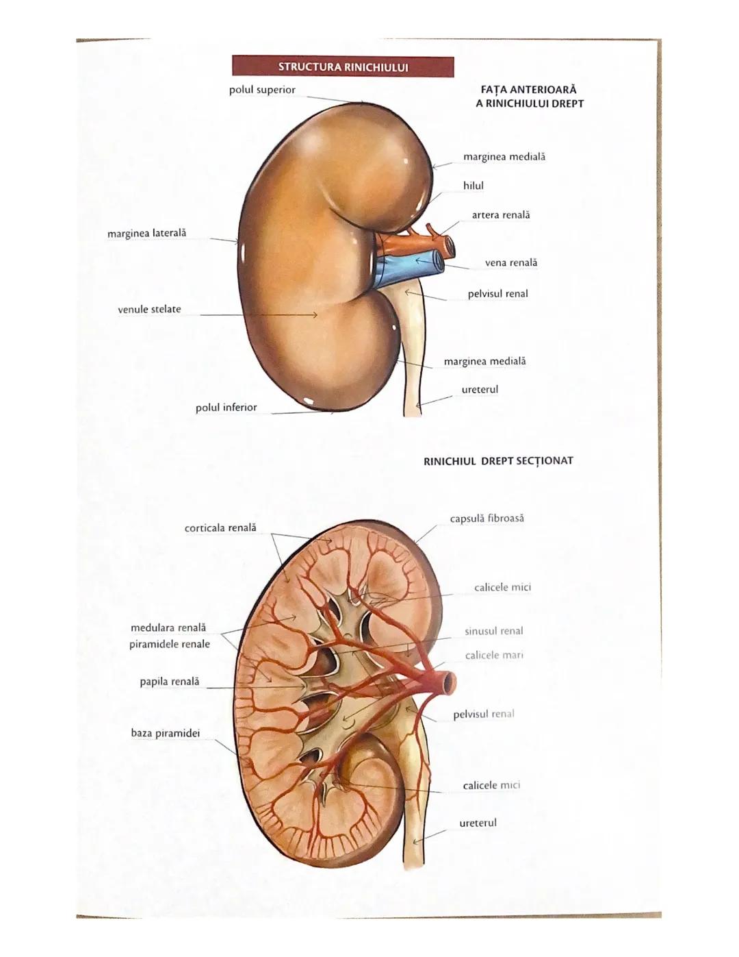 # OCHIUL-STRUCTURA INTERNĂ
corp vitros
ANEXELE GLOBULUI OCULAR
papila optică
vase sangvine
canal
hialoid
canaliculi
inferiori şi
Superiori
n