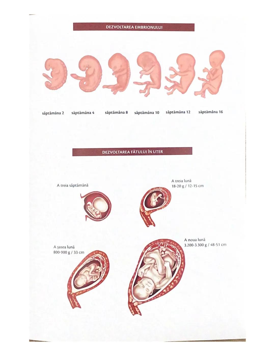 # OCHIUL-STRUCTURA INTERNĂ
corp vitros
ANEXELE GLOBULUI OCULAR
papila optică
vase sangvine
canal
hialoid
canaliculi
inferiori şi
Superiori
n