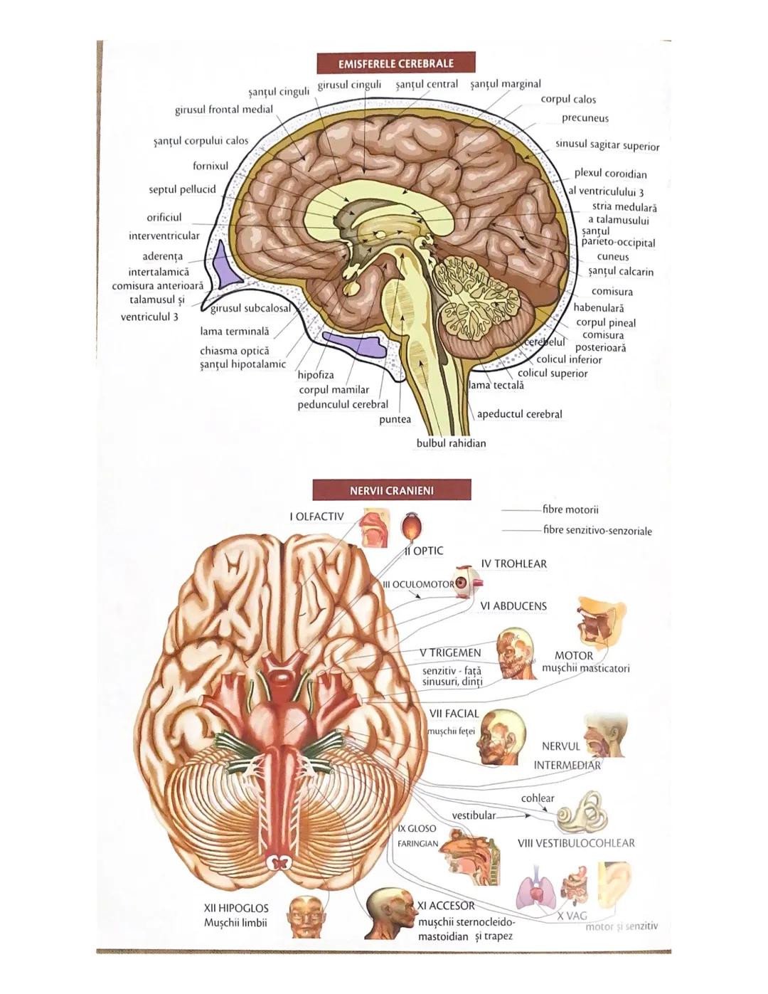 # OCHIUL-STRUCTURA INTERNĂ
corp vitros
ANEXELE GLOBULUI OCULAR
papila optică
vase sangvine
canal
hialoid
canaliculi
inferiori şi
Superiori
n