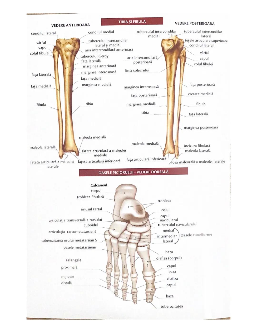 # OCHIUL-STRUCTURA INTERNĂ
corp vitros
ANEXELE GLOBULUI OCULAR
papila optică
vase sangvine
canal
hialoid
canaliculi
inferiori şi
Superiori
n
