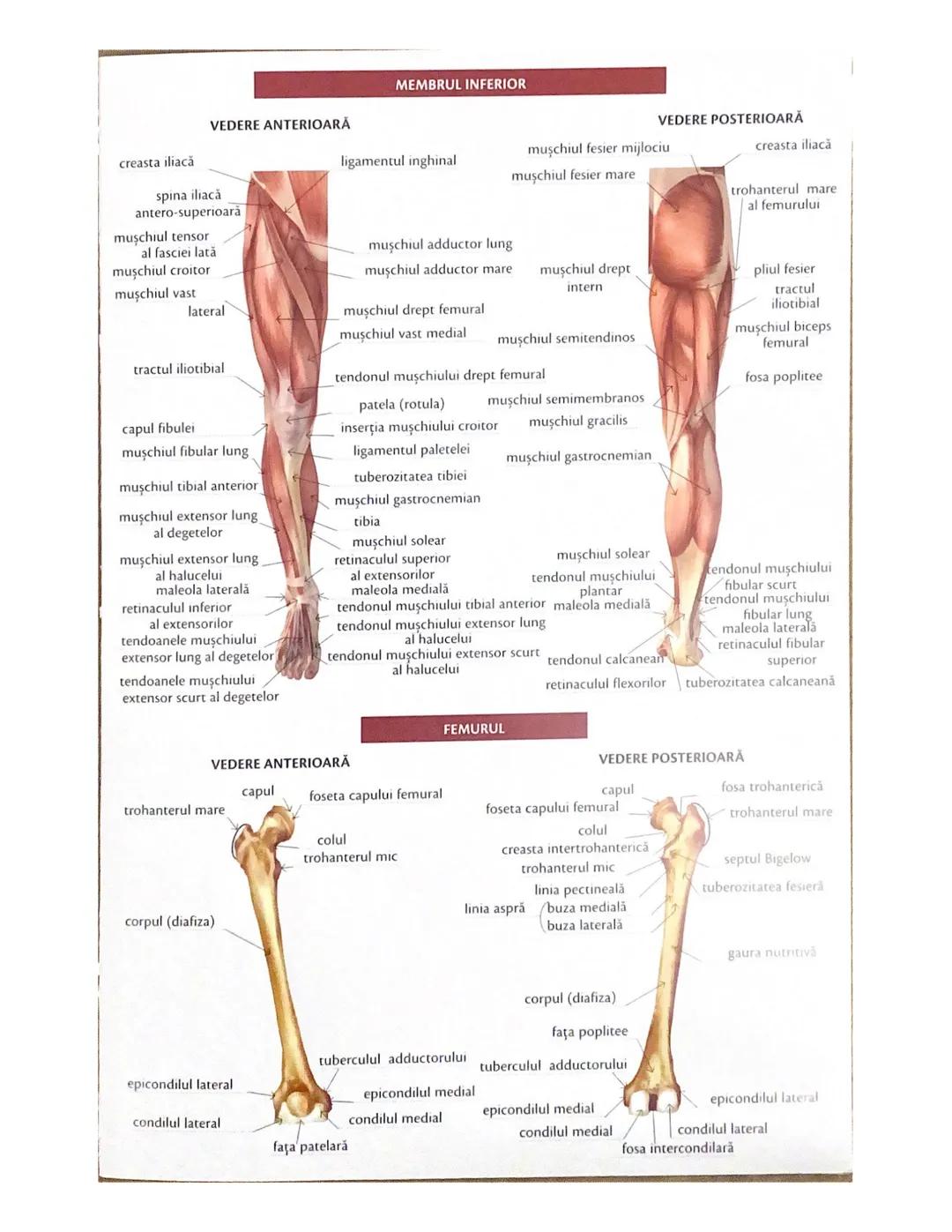 # OCHIUL-STRUCTURA INTERNĂ
corp vitros
ANEXELE GLOBULUI OCULAR
papila optică
vase sangvine
canal
hialoid
canaliculi
inferiori şi
Superiori
n