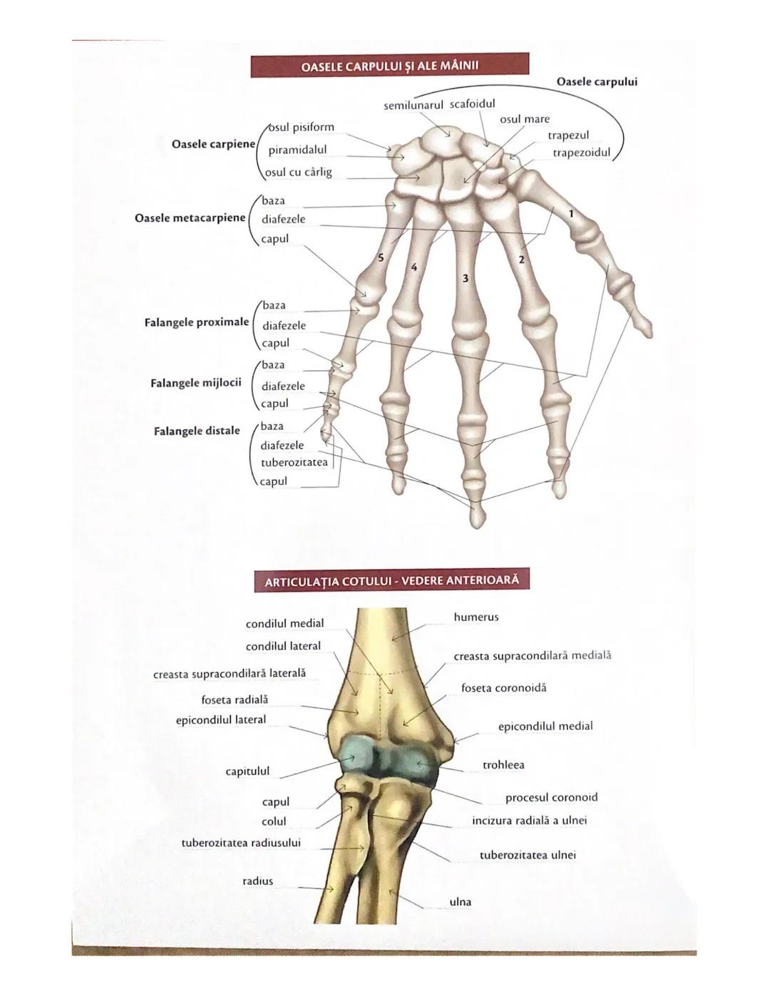 # OCHIUL-STRUCTURA INTERNĂ
corp vitros
ANEXELE GLOBULUI OCULAR
papila optică
vase sangvine
canal
hialoid
canaliculi
inferiori şi
Superiori
n