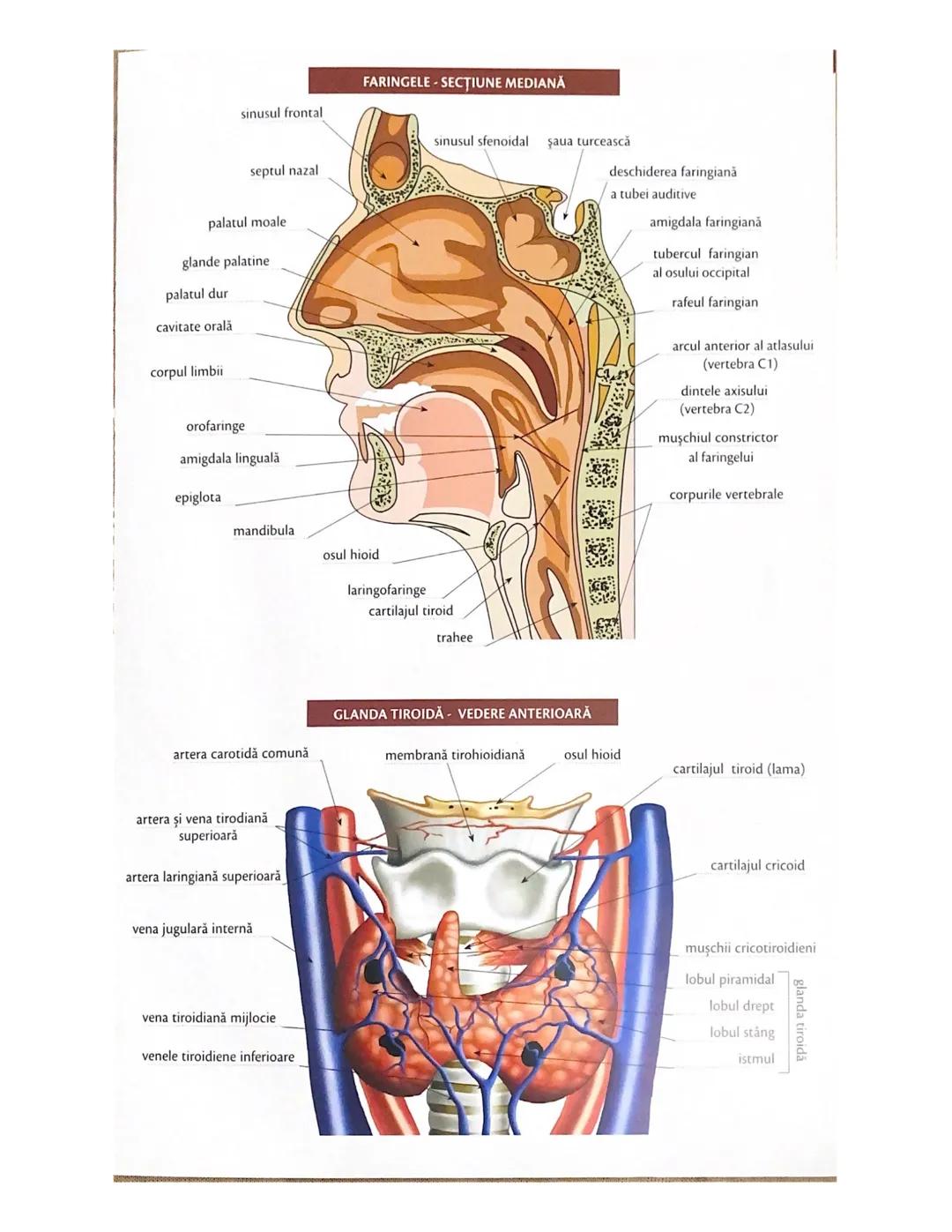 # OCHIUL-STRUCTURA INTERNĂ
corp vitros
ANEXELE GLOBULUI OCULAR
papila optică
vase sangvine
canal
hialoid
canaliculi
inferiori şi
Superiori
n