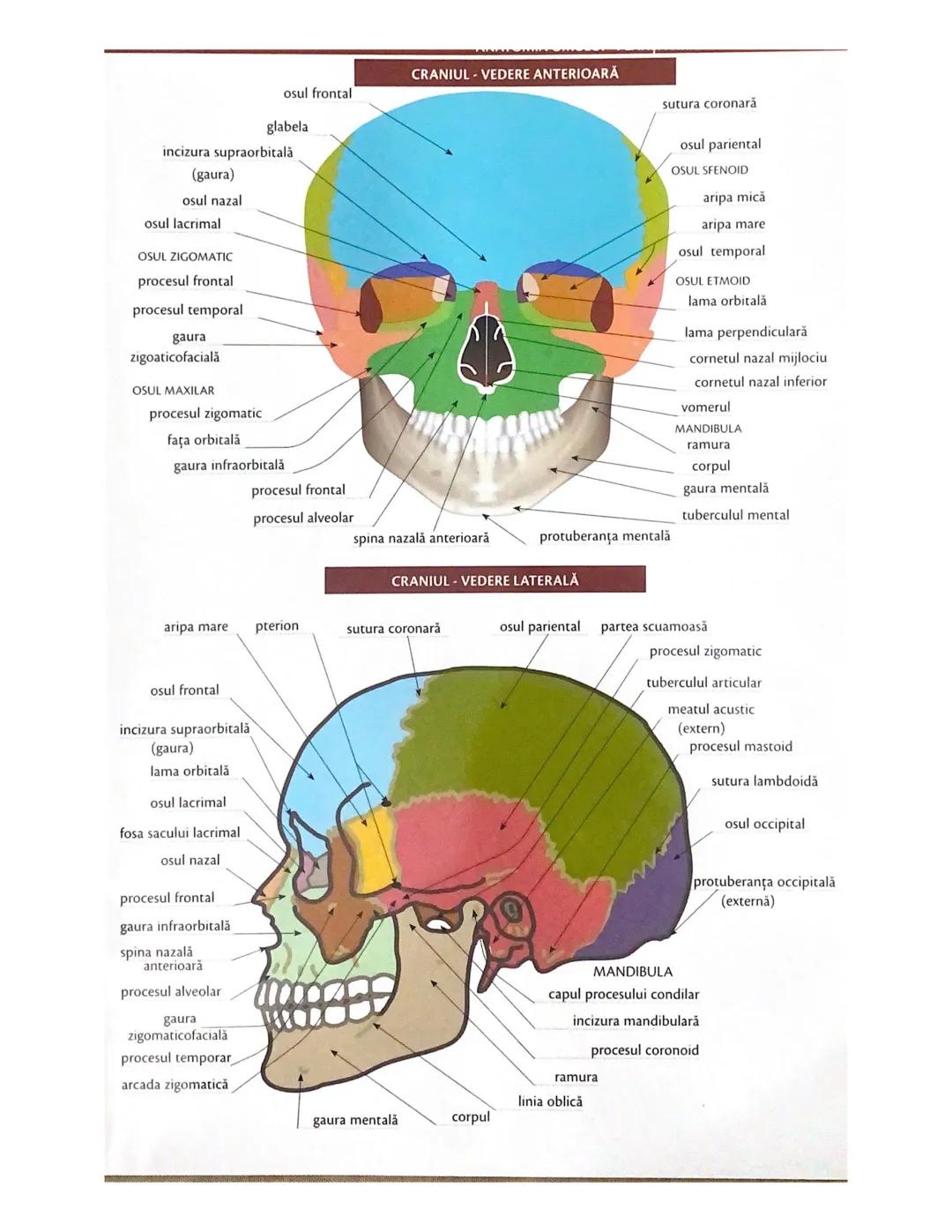 # OCHIUL-STRUCTURA INTERNĂ
corp vitros
ANEXELE GLOBULUI OCULAR
papila optică
vase sangvine
canal
hialoid
canaliculi
inferiori şi
Superiori
n