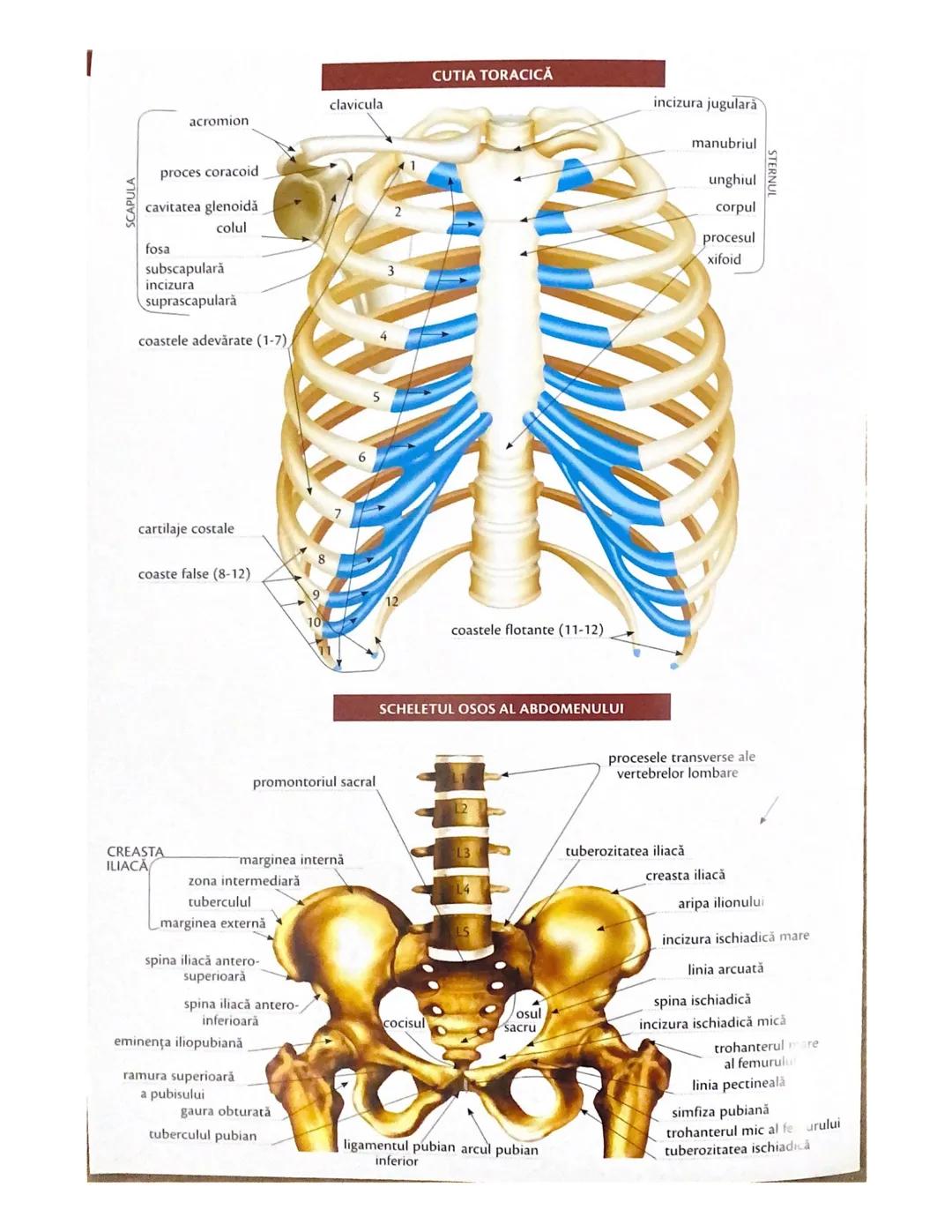# OCHIUL-STRUCTURA INTERNĂ
corp vitros
ANEXELE GLOBULUI OCULAR
papila optică
vase sangvine
canal
hialoid
canaliculi
inferiori şi
Superiori
n