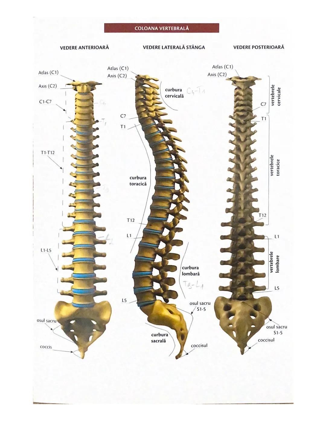 # OCHIUL-STRUCTURA INTERNĂ
corp vitros
ANEXELE GLOBULUI OCULAR
papila optică
vase sangvine
canal
hialoid
canaliculi
inferiori şi
Superiori
n