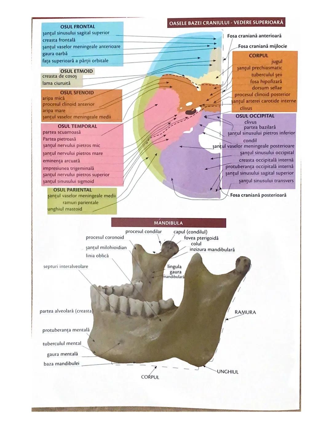 # OCHIUL-STRUCTURA INTERNĂ
corp vitros
ANEXELE GLOBULUI OCULAR
papila optică
vase sangvine
canal
hialoid
canaliculi
inferiori şi
Superiori
n