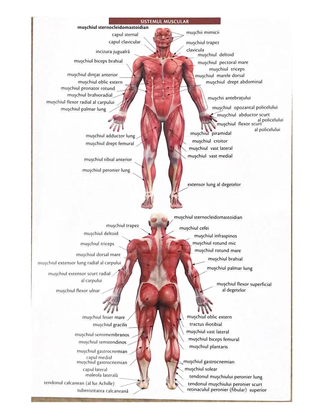 # OCHIUL-STRUCTURA INTERNĂ
corp vitros
ANEXELE GLOBULUI OCULAR
papila optică
vase sangvine
canal
hialoid
canaliculi
inferiori şi
Superiori
n