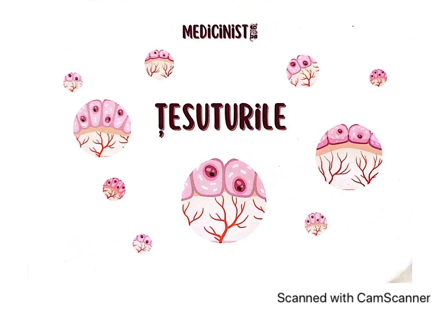 # MEDICINIST
# ȚESUTURILE
Scanned with CamScanner --- OCR Start ---
ȚESUTUL EPITELIAL
• acoperă suprafața corpului
căptușește cavități
une