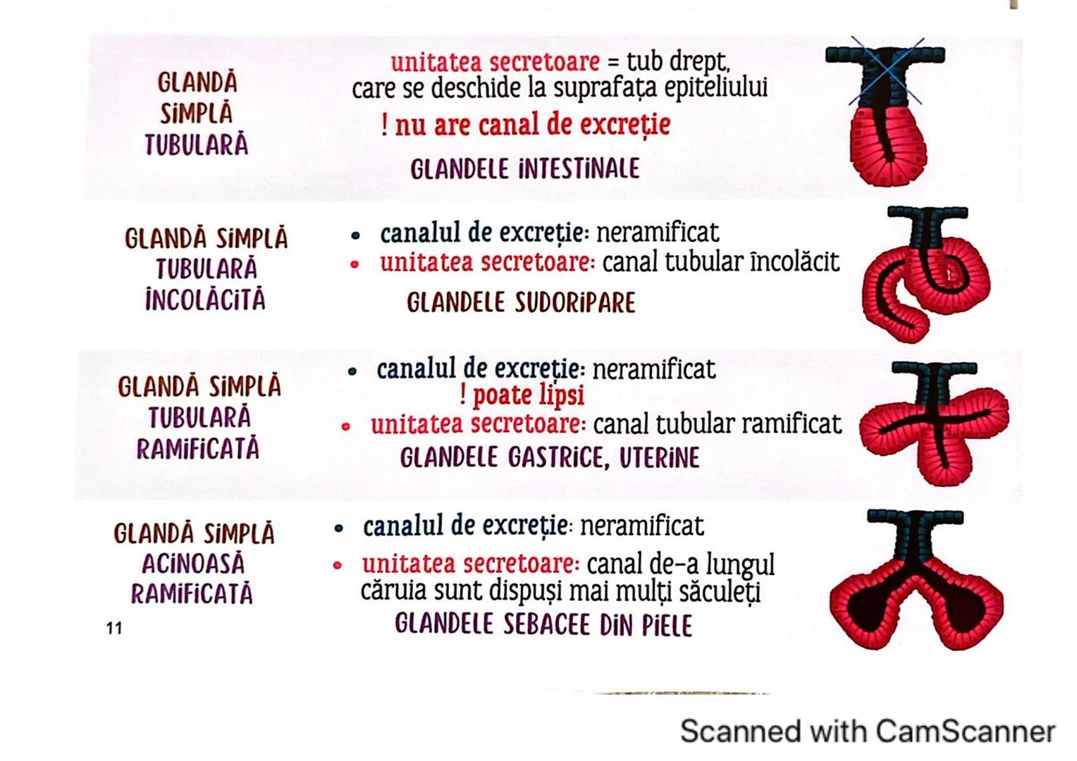 # MEDICINIST
# ȚESUTURILE
Scanned with CamScanner --- OCR Start ---
ȚESUTUL EPITELIAL
• acoperă suprafața corpului
căptușește cavități
une