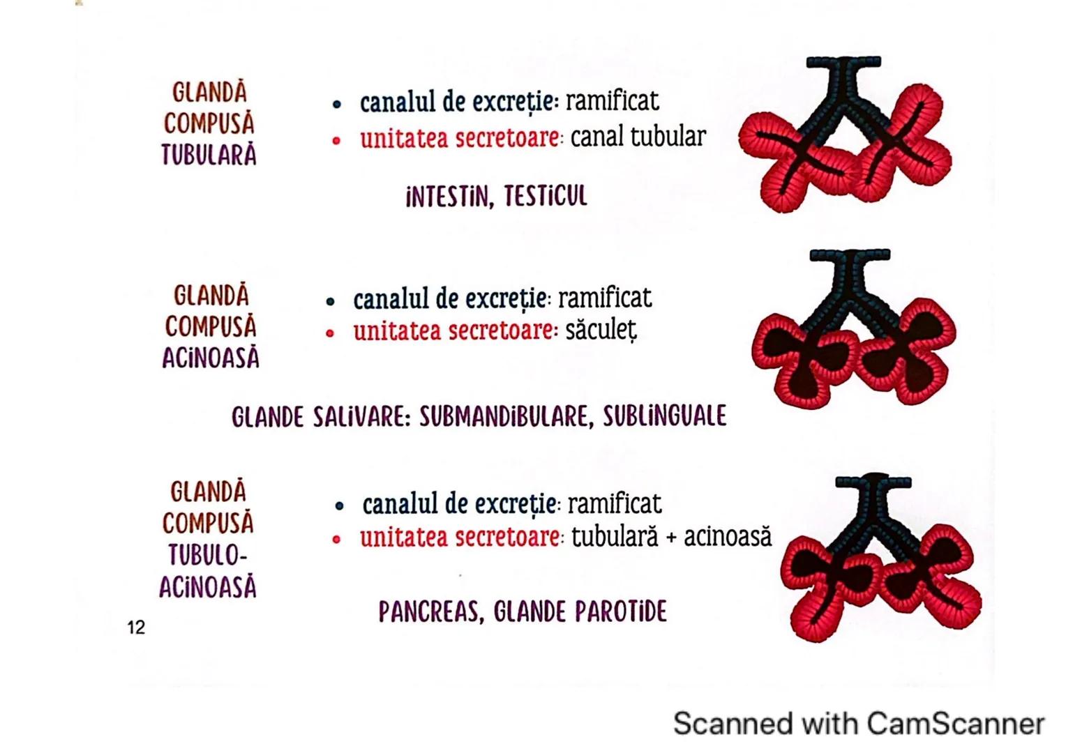 # MEDICINIST
# ȚESUTURILE
Scanned with CamScanner --- OCR Start ---
ȚESUTUL EPITELIAL
• acoperă suprafața corpului
căptușește cavități
une
