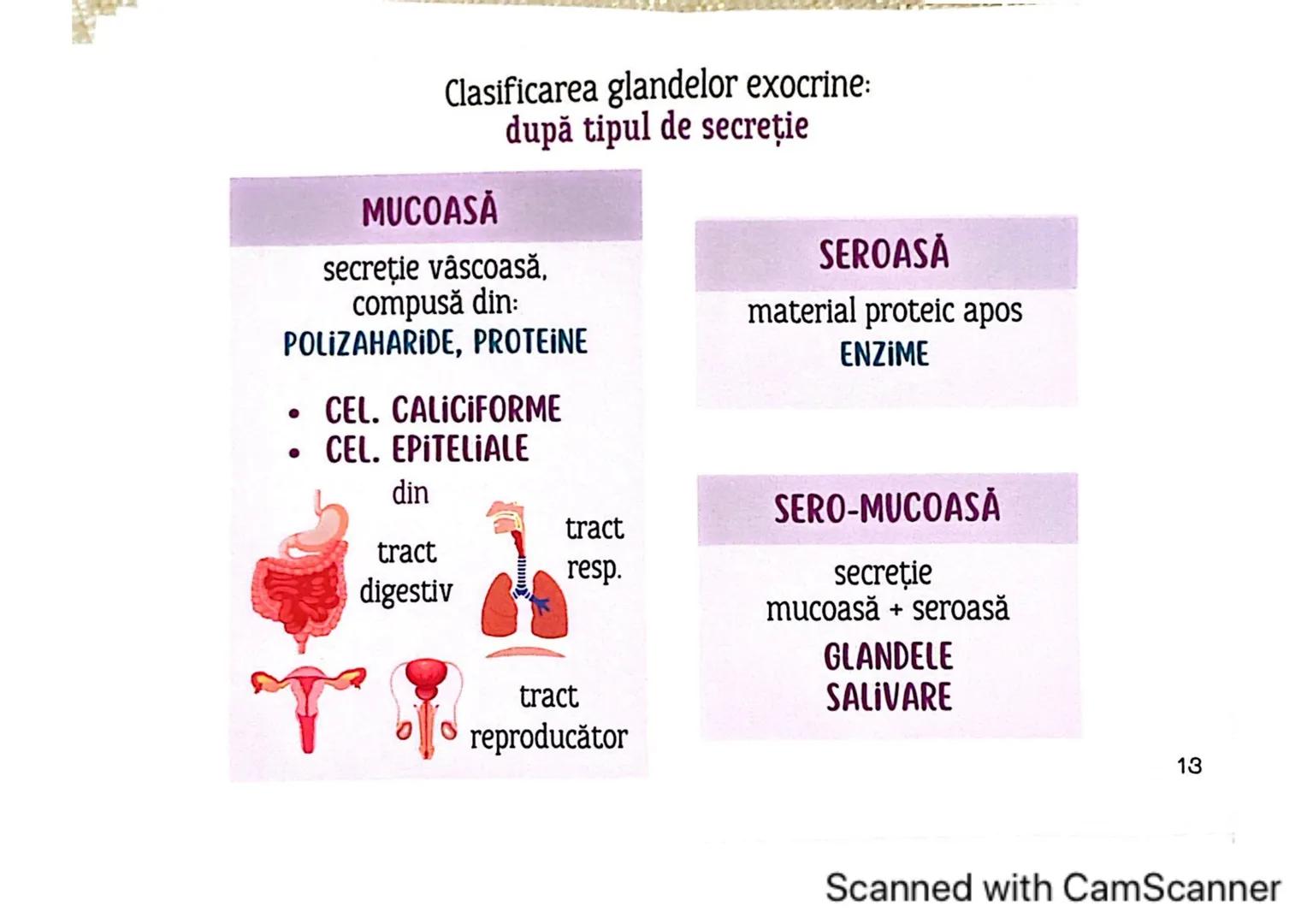 # MEDICINIST
# ȚESUTURILE
Scanned with CamScanner --- OCR Start ---
ȚESUTUL EPITELIAL
• acoperă suprafața corpului
căptușește cavități
une