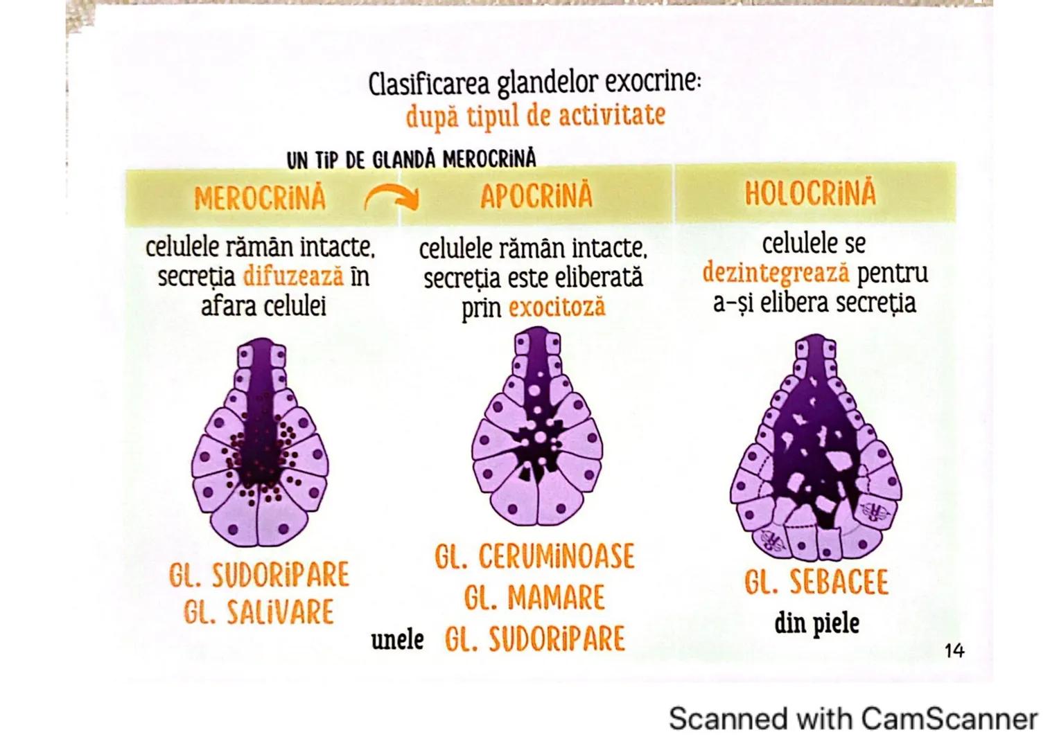 # MEDICINIST
# ȚESUTURILE
Scanned with CamScanner --- OCR Start ---
ȚESUTUL EPITELIAL
• acoperă suprafața corpului
căptușește cavități
une