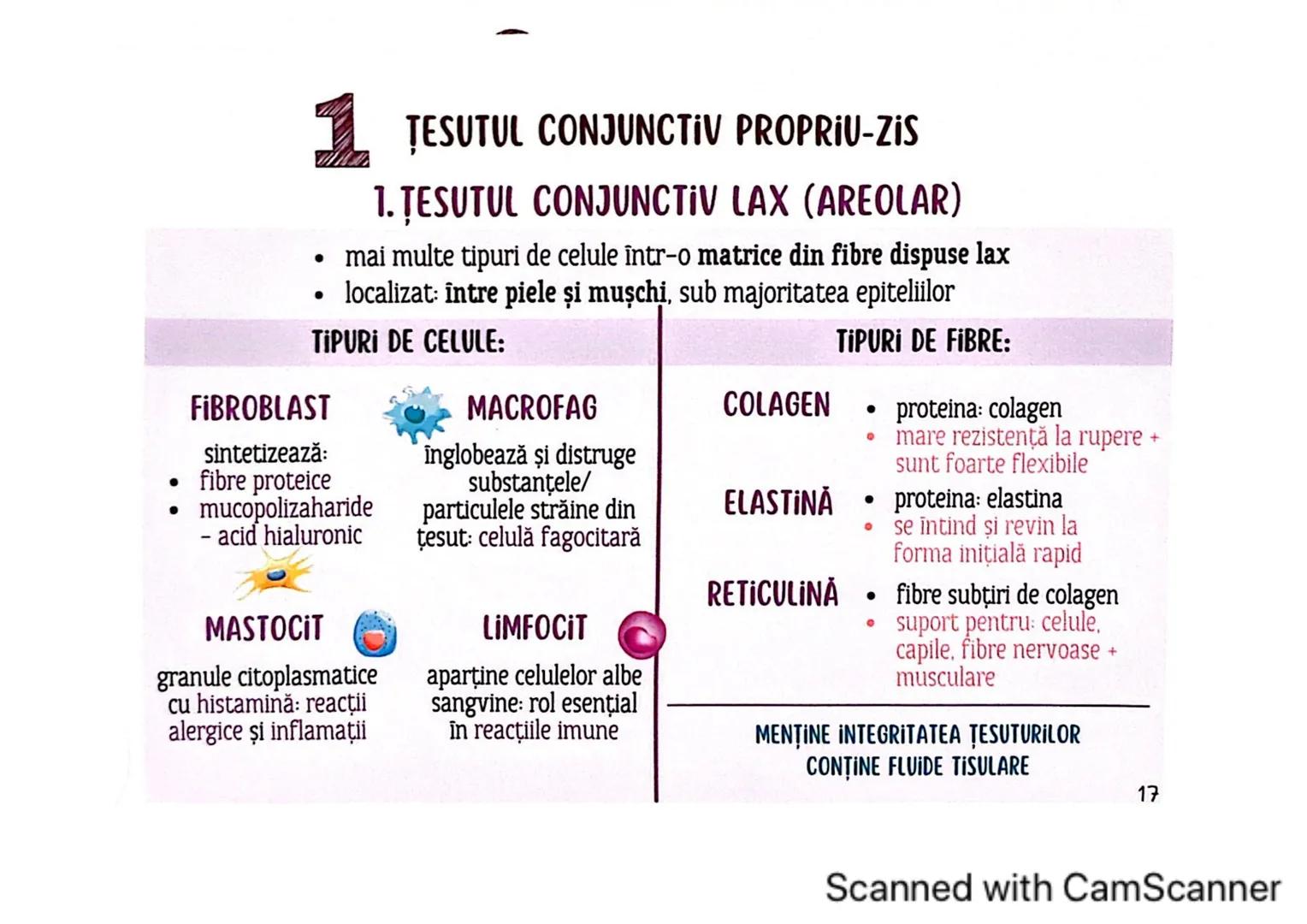 # MEDICINIST
# ȚESUTURILE
Scanned with CamScanner --- OCR Start ---
ȚESUTUL EPITELIAL
• acoperă suprafața corpului
căptușește cavități
une
