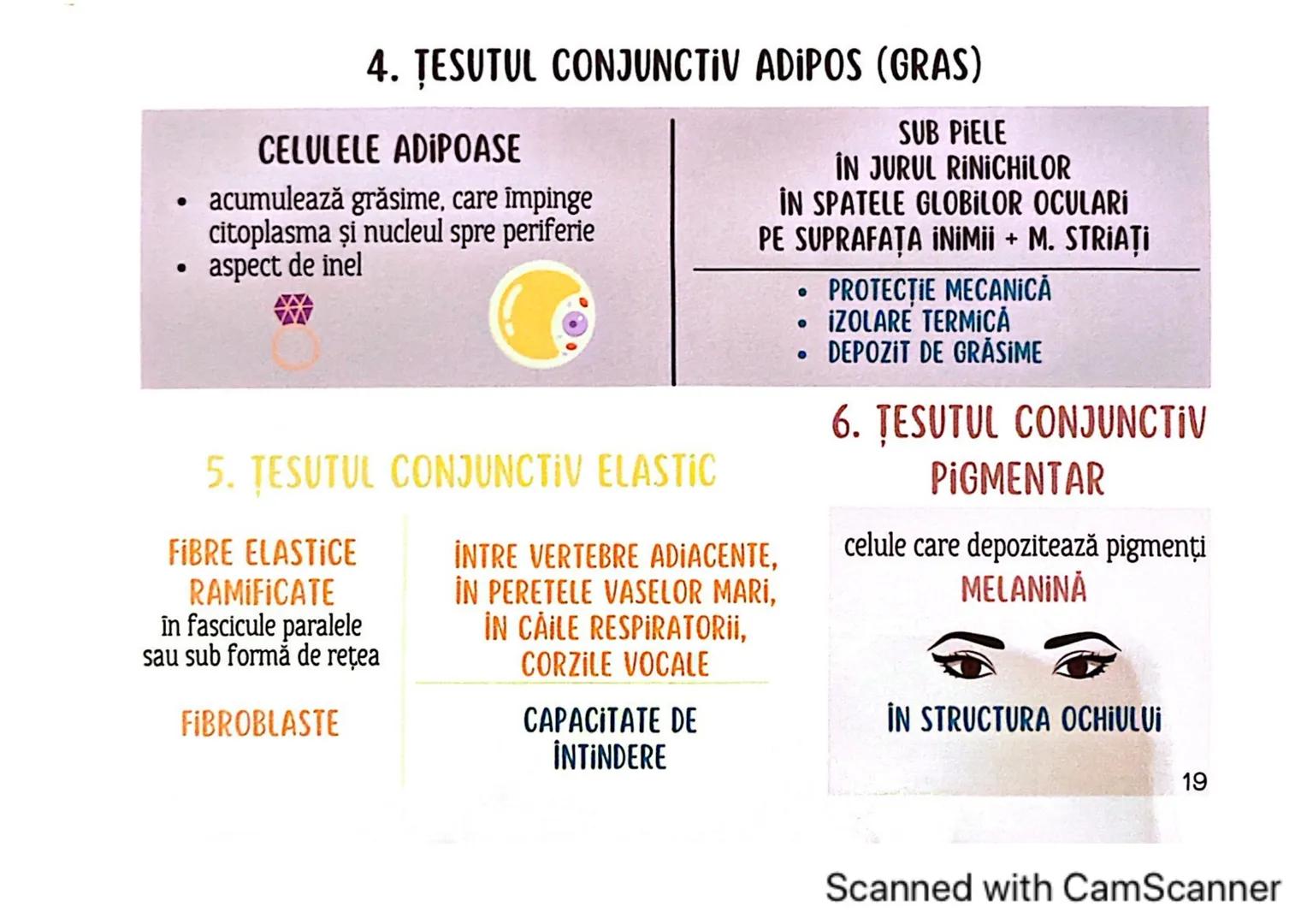 # MEDICINIST
# ȚESUTURILE
Scanned with CamScanner --- OCR Start ---
ȚESUTUL EPITELIAL
• acoperă suprafața corpului
căptușește cavități
une