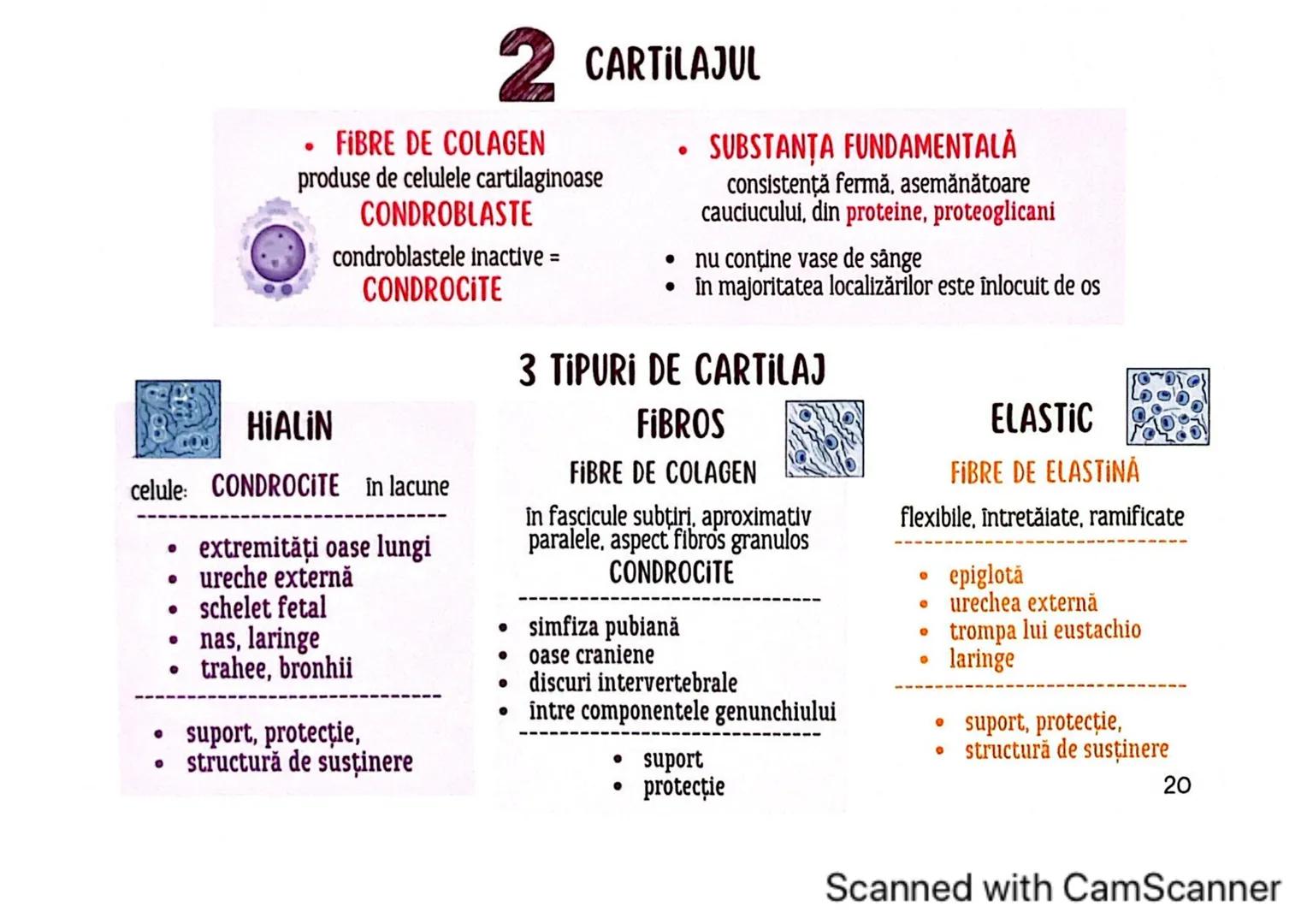 # MEDICINIST
# ȚESUTURILE
Scanned with CamScanner --- OCR Start ---
ȚESUTUL EPITELIAL
• acoperă suprafața corpului
căptușește cavități
une