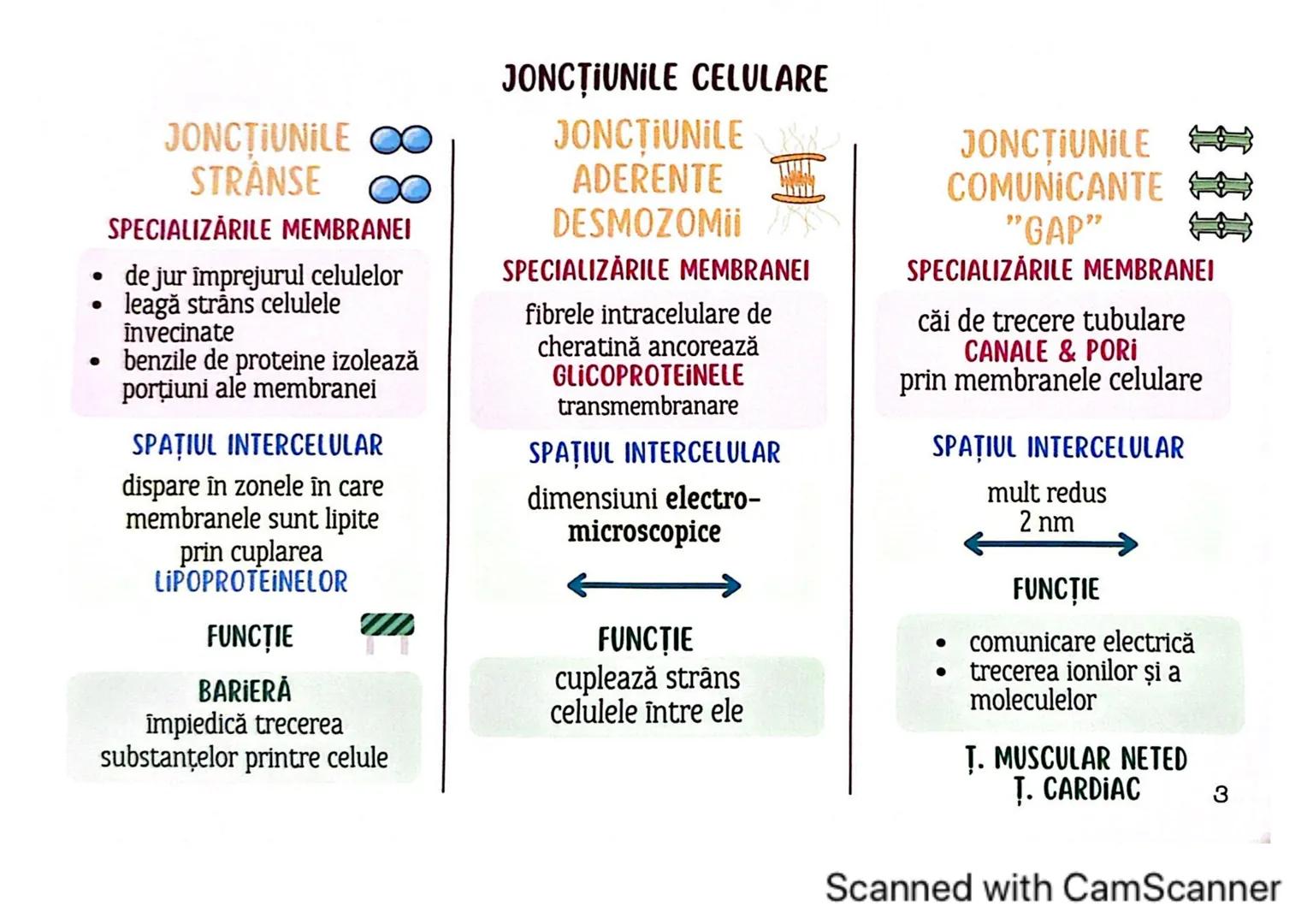 # MEDICINIST
# ȚESUTURILE
Scanned with CamScanner --- OCR Start ---
ȚESUTUL EPITELIAL
• acoperă suprafața corpului
căptușește cavități
une