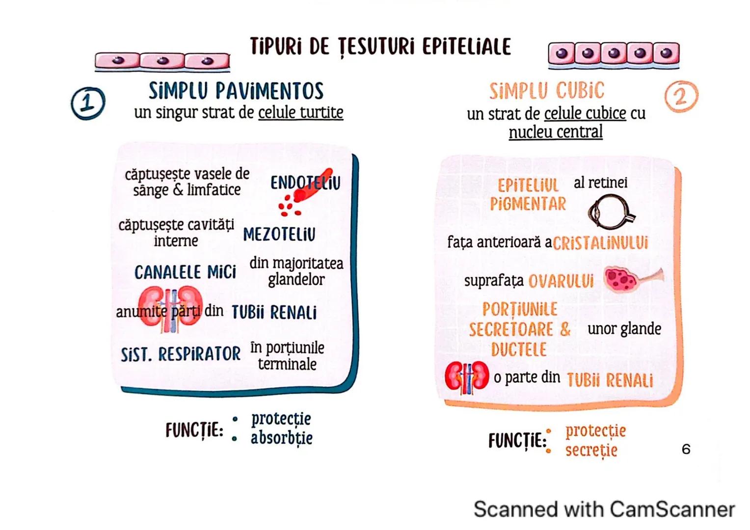 # MEDICINIST
# ȚESUTURILE
Scanned with CamScanner --- OCR Start ---
ȚESUTUL EPITELIAL
• acoperă suprafața corpului
căptușește cavități
une