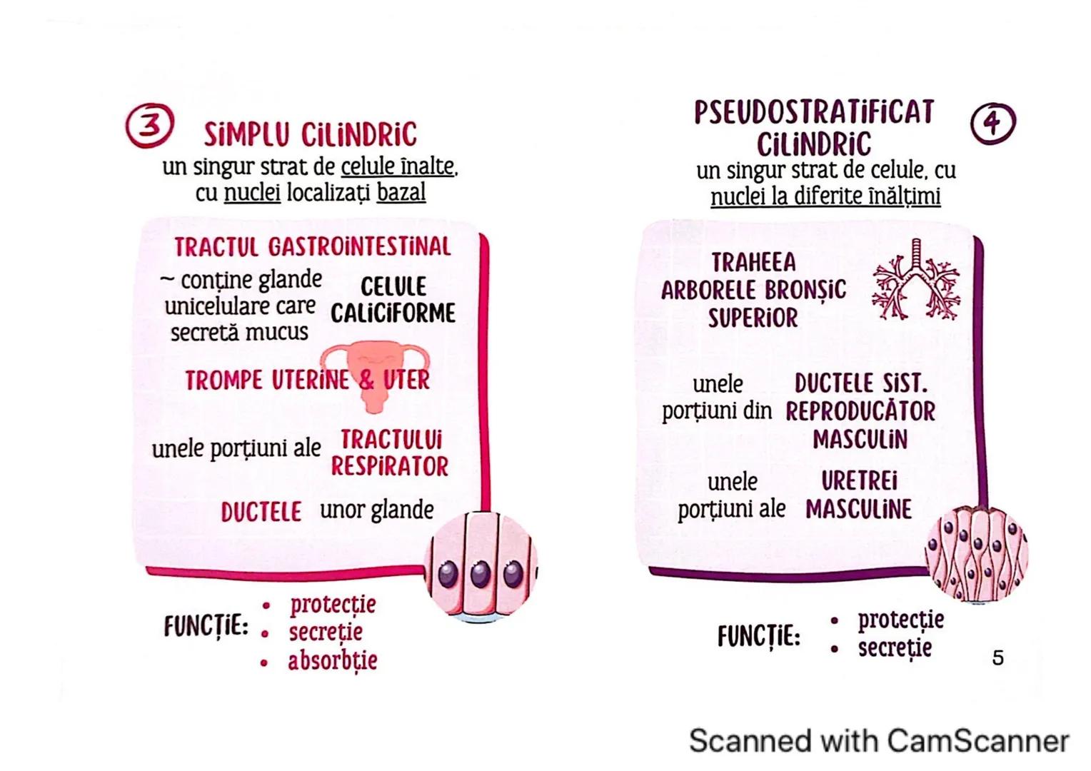 # MEDICINIST
# ȚESUTURILE
Scanned with CamScanner --- OCR Start ---
ȚESUTUL EPITELIAL
• acoperă suprafața corpului
căptușește cavități
une