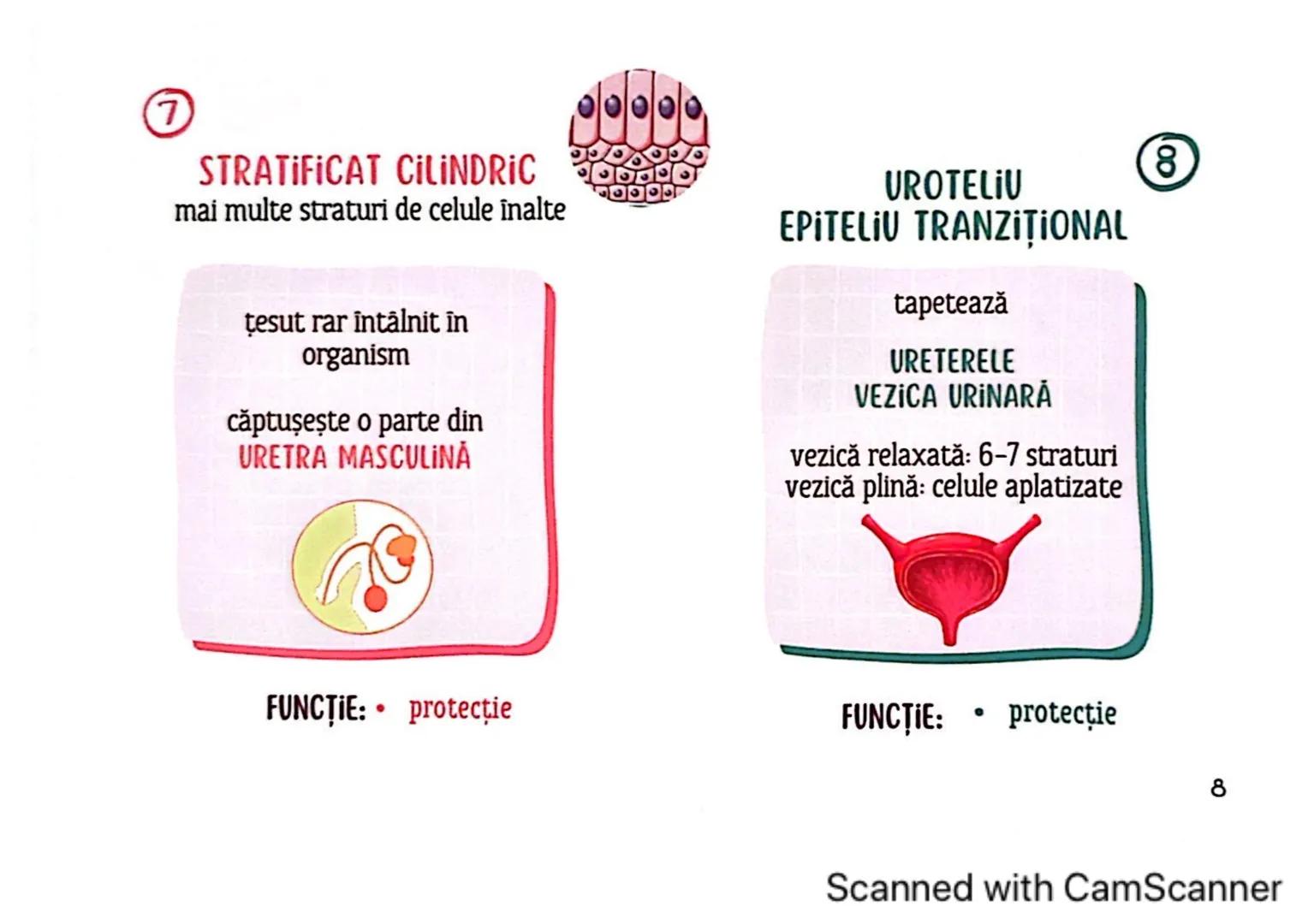 # MEDICINIST
# ȚESUTURILE
Scanned with CamScanner --- OCR Start ---
ȚESUTUL EPITELIAL
• acoperă suprafața corpului
căptușește cavități
une
