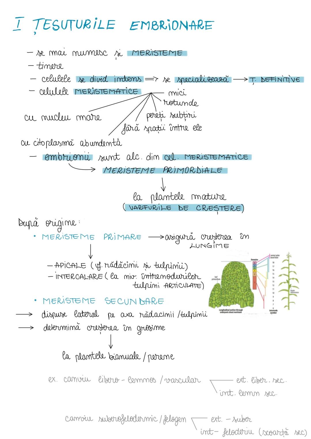 # TESUTURI
)
Niveluri de organizare ale organismului:
1. CELULA unitatea atomică de bază, structurată și functională, gene-
tică
2. TESU