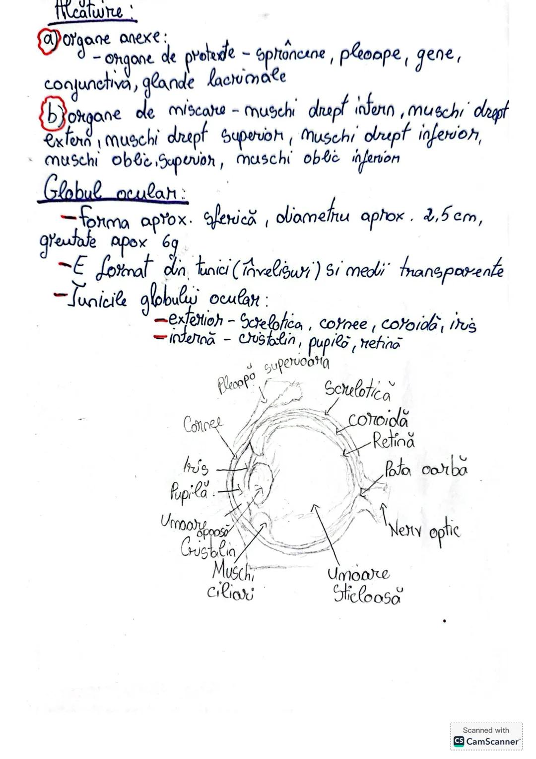 Meatwire
@organe anexe:
- organe de proteste - sprâncene, pleoape, gene,
conjunctiva, glande lacrimale
Borgane de miscare - muschi drept i